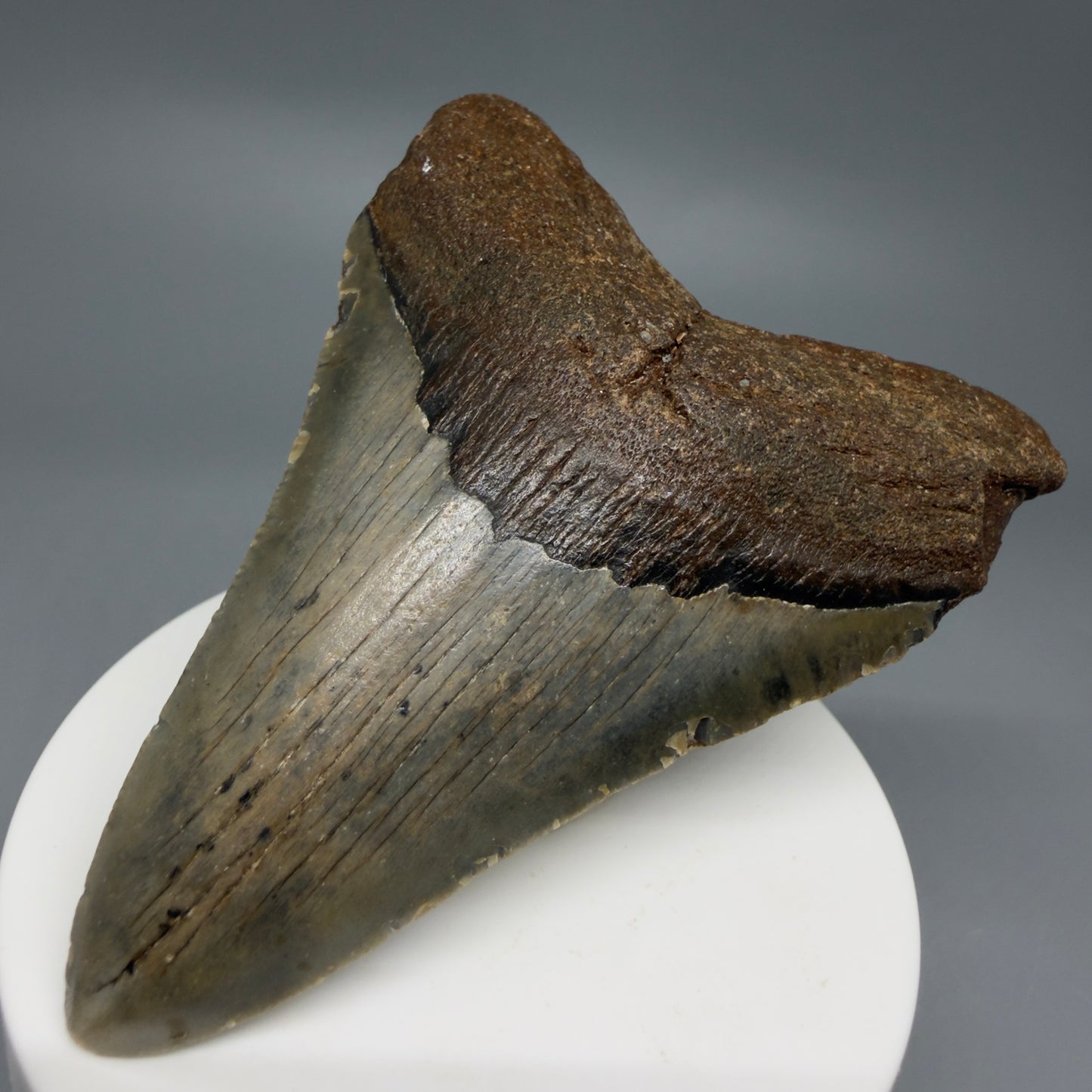 Front Right View Colorful 3.28" Fossil Megalodon Tooth from North Carolina - megalodonteeth.com CM6238