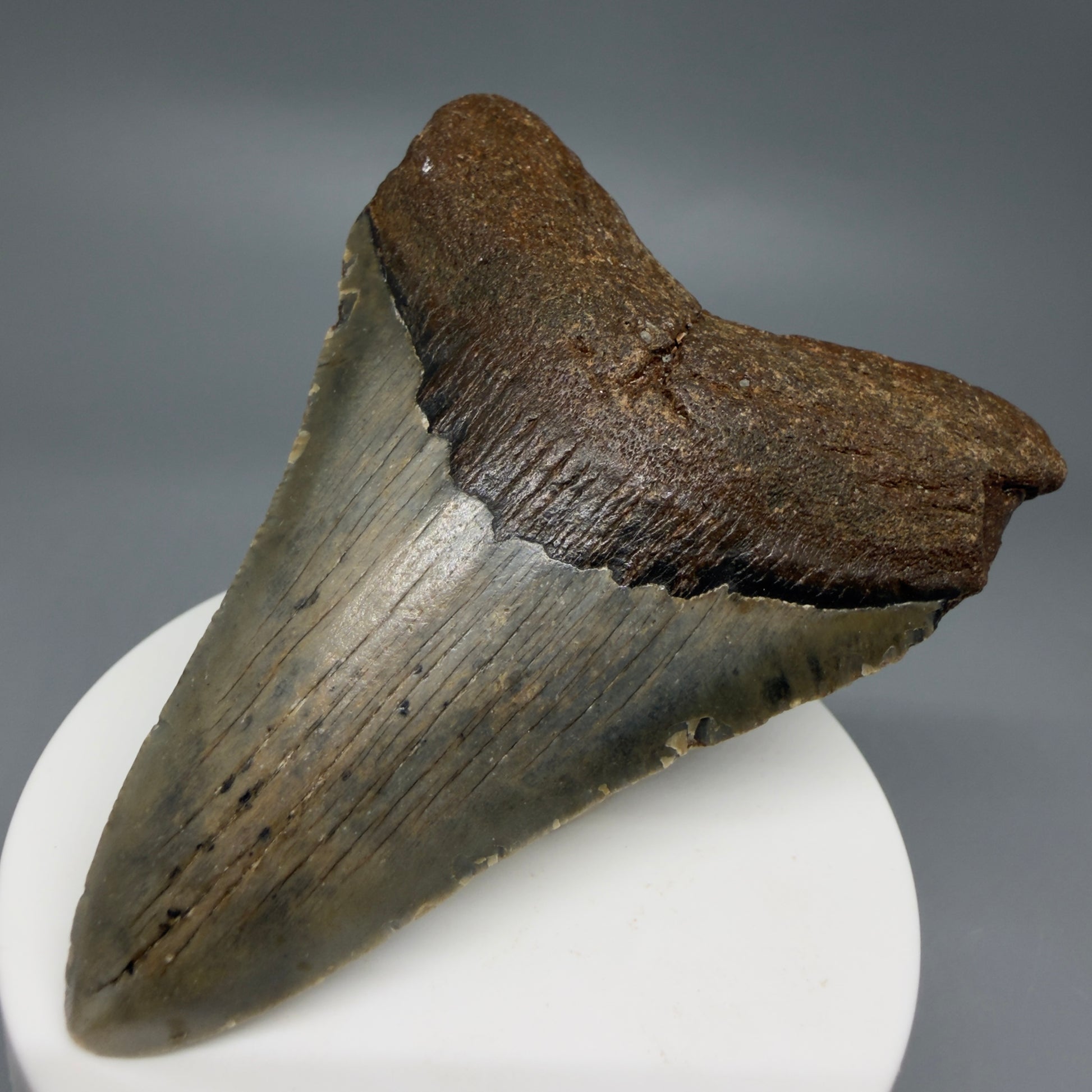 Front Right View Colorful 3.28" Fossil Megalodon Tooth from North Carolina - megalodonteeth.com CM6238