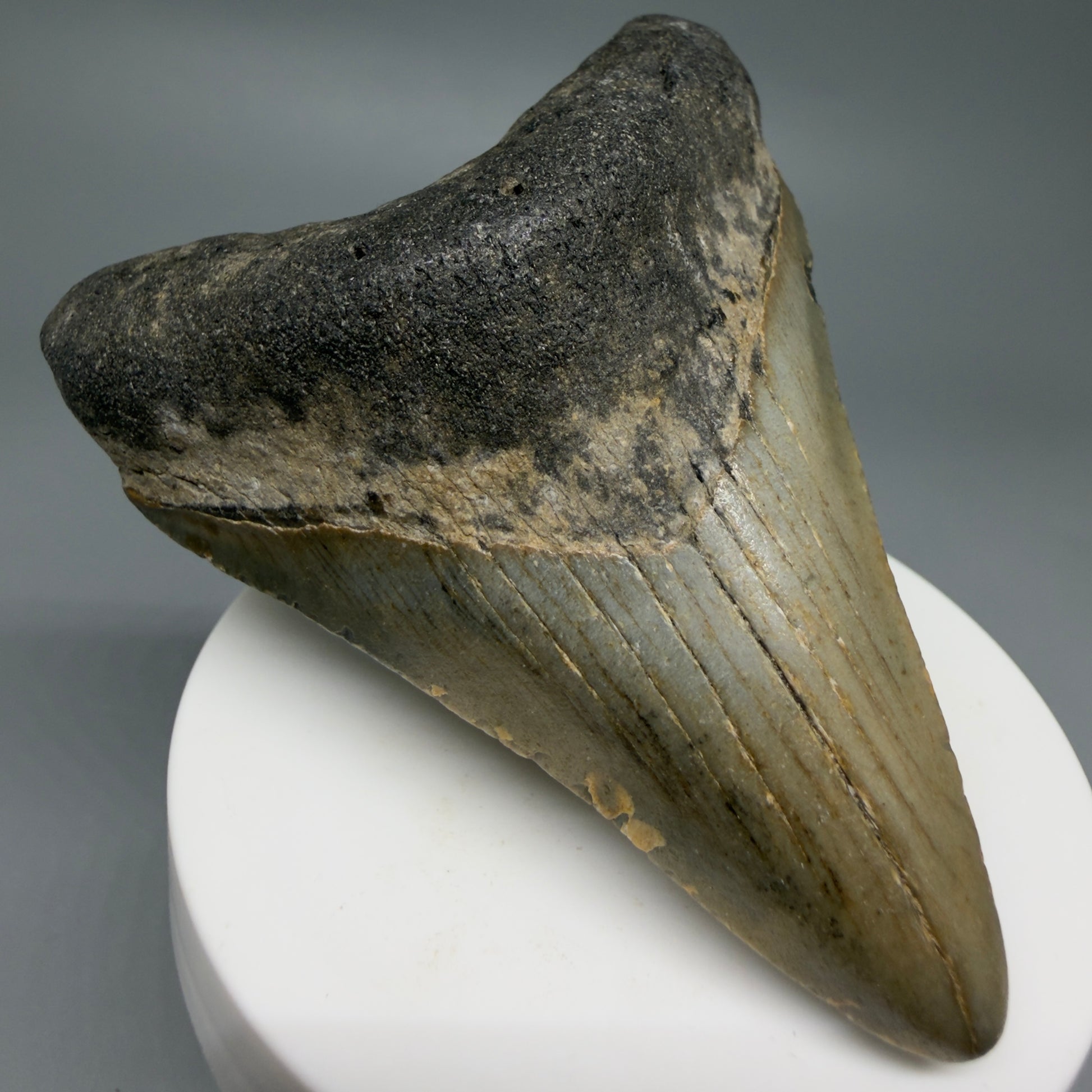 Front Left View Colorful 3.22" Fossil Megalodon Tooth from North Carolina - megalodonteeth.com CM6237