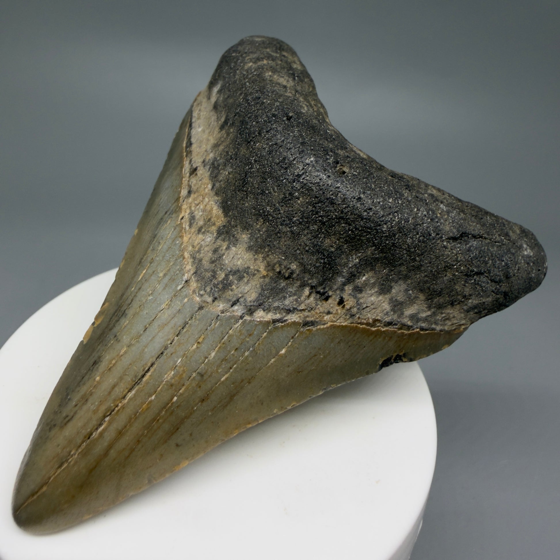 Front Right View Colorful 3.22" Fossil Megalodon Tooth from North Carolina - megalodonteeth.com CM6237