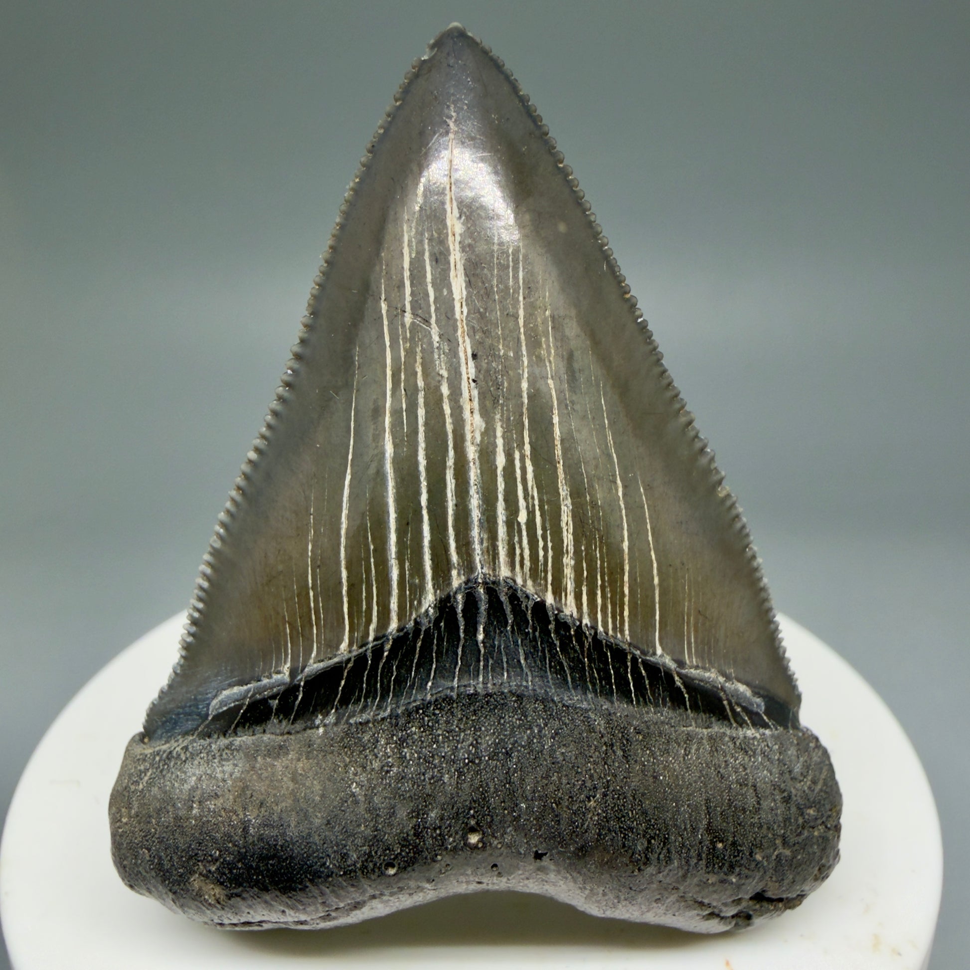 Front View 2.27" Colorful/Collector's Quality Fossil Megalodon Tooth – South Carolina River Find | Heart Shape CM5866 - 2