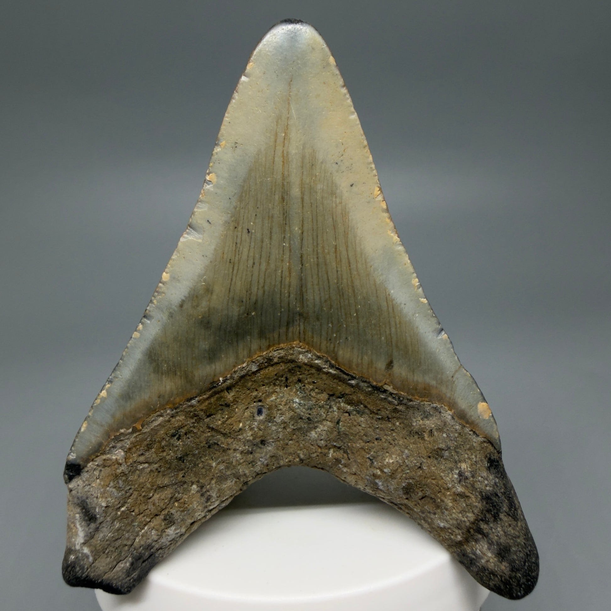 Back View Colorful 3.22" Fossil Megalodon Tooth from North Carolina - megalodonteeth.com CM6237