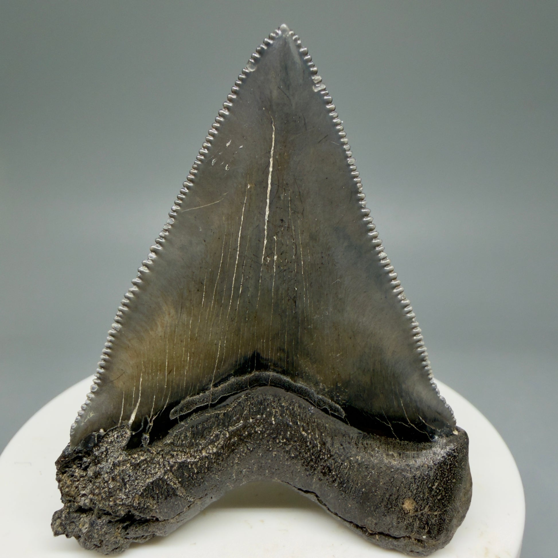 Back View 2.27" Colorful/Collector's Quality Fossil Megalodon Tooth – South Carolina River Find | Heart Shape CM5866