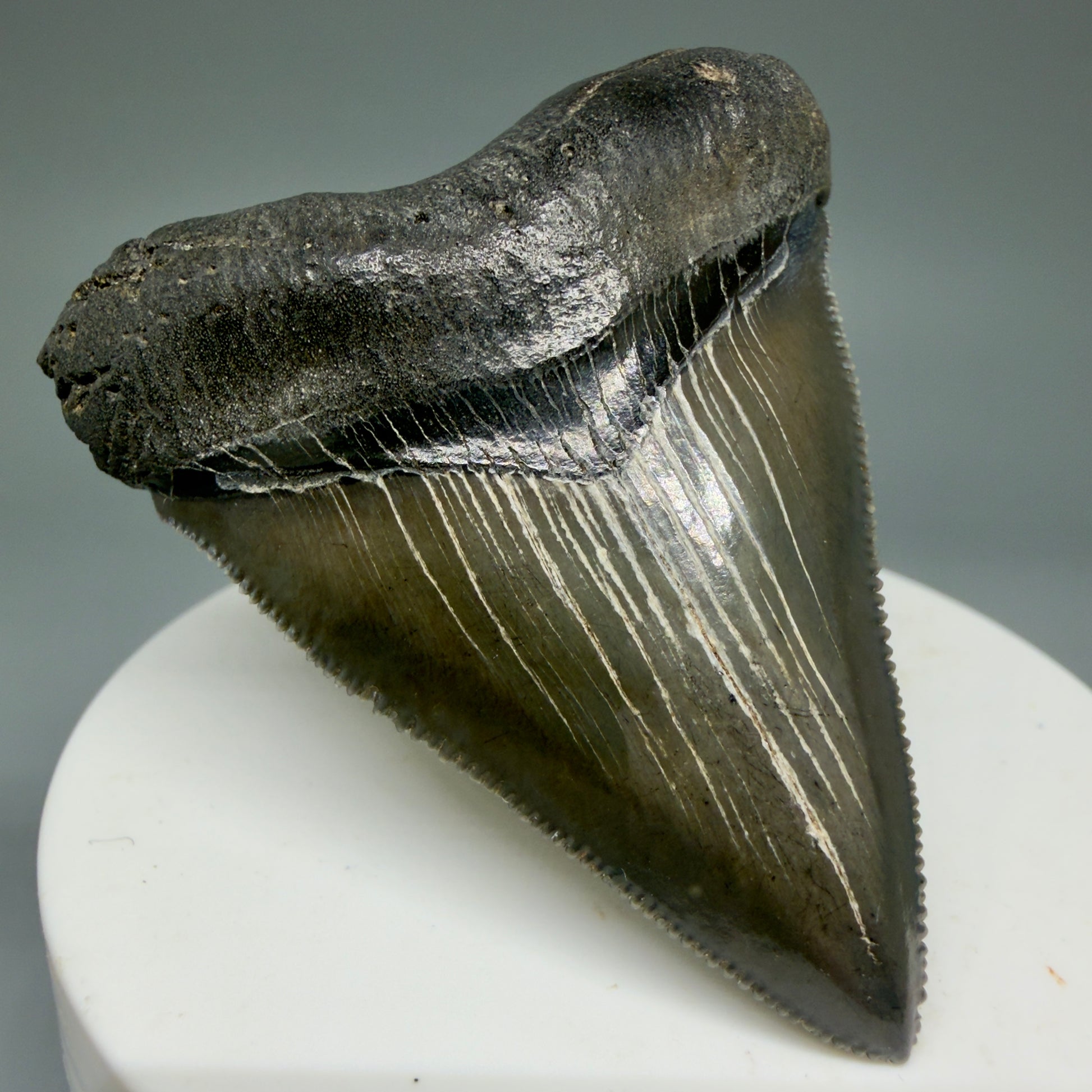 Front Left View 2.27" Colorful/Collector's Quality Fossil Megalodon Tooth – South Carolina River Find | Heart Shape CM5866