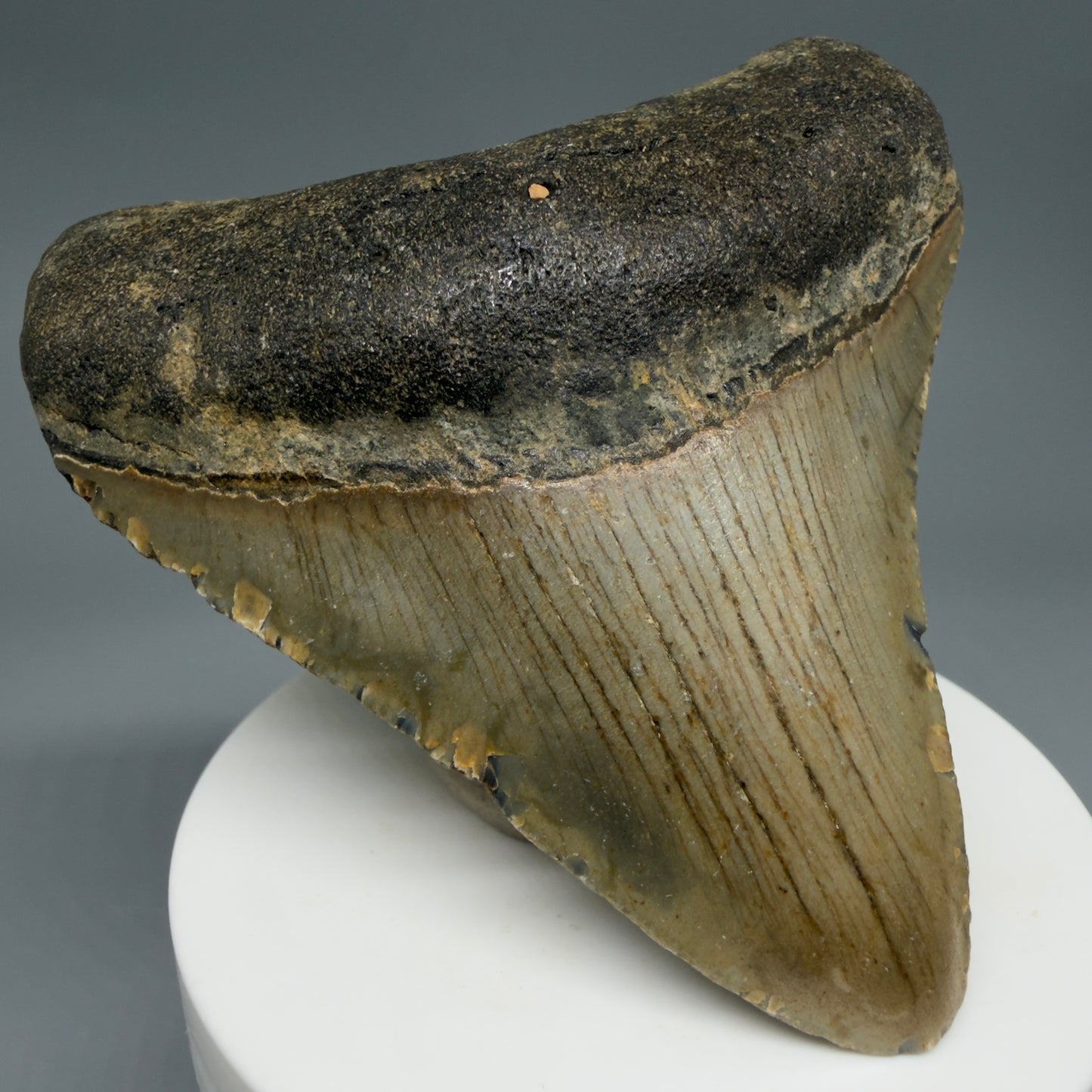 Front Left View Colorful, lateral 3.32" Fossil Megalodon Tooth from North Carolina - megalodonteeth.com CM6240