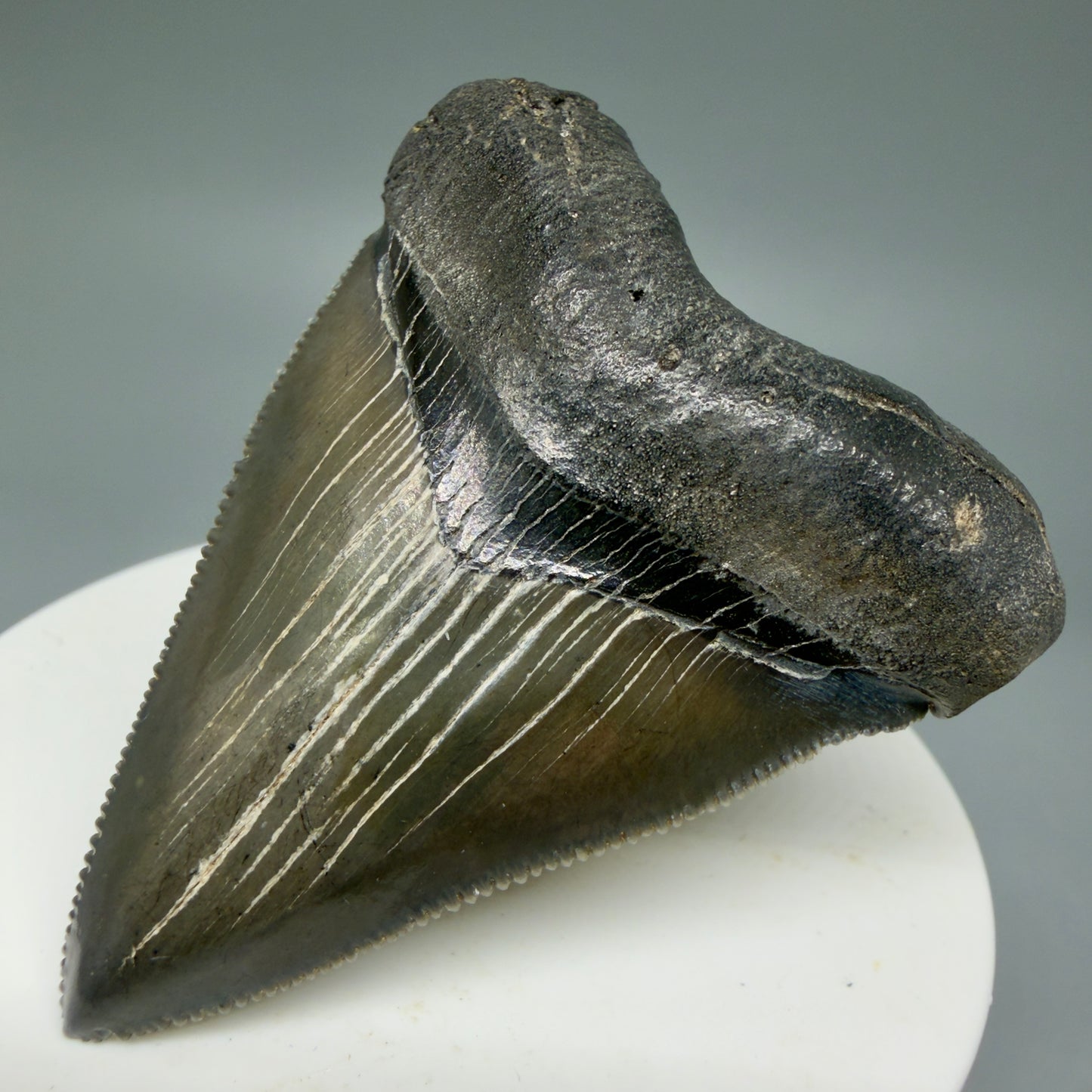 Front Right View 2.27" Colorful/Collector's Quality Fossil Megalodon Tooth – South Carolina River Find | Heart Shape CM5866