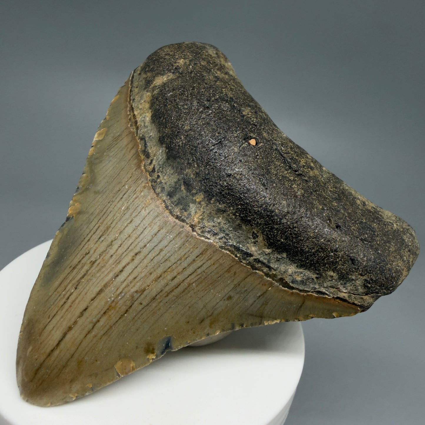 Front Right View Colorful, lateral 3.32" Fossil Megalodon Tooth from North Carolina - megalodonteeth.com CM6240