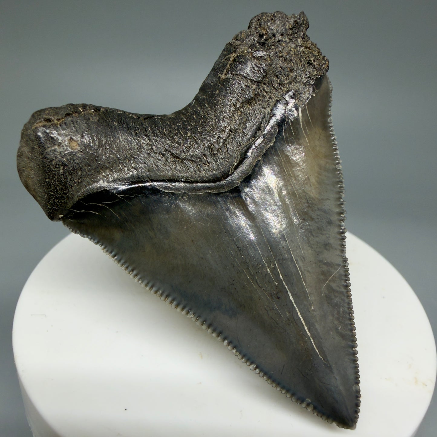 Back Left View 2.27" Colorful/Collector's Quality Fossil Megalodon Tooth – South Carolina River Find | Heart Shape CM5866