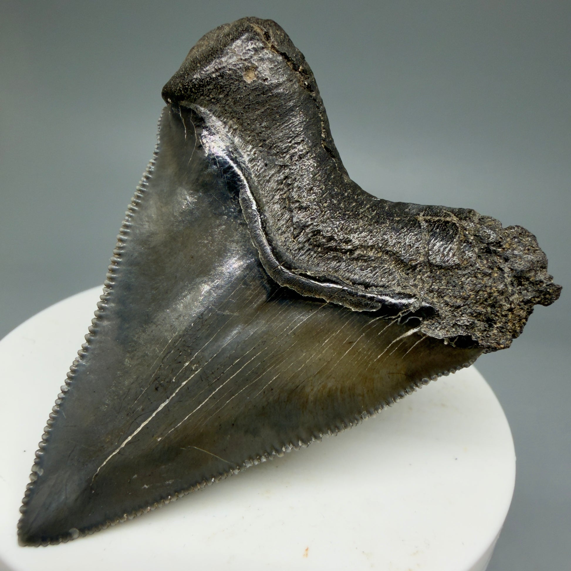 Back Right View 2.27" Colorful/Collector's Quality Fossil Megalodon Tooth – South Carolina River Find | Heart Shape CM5866