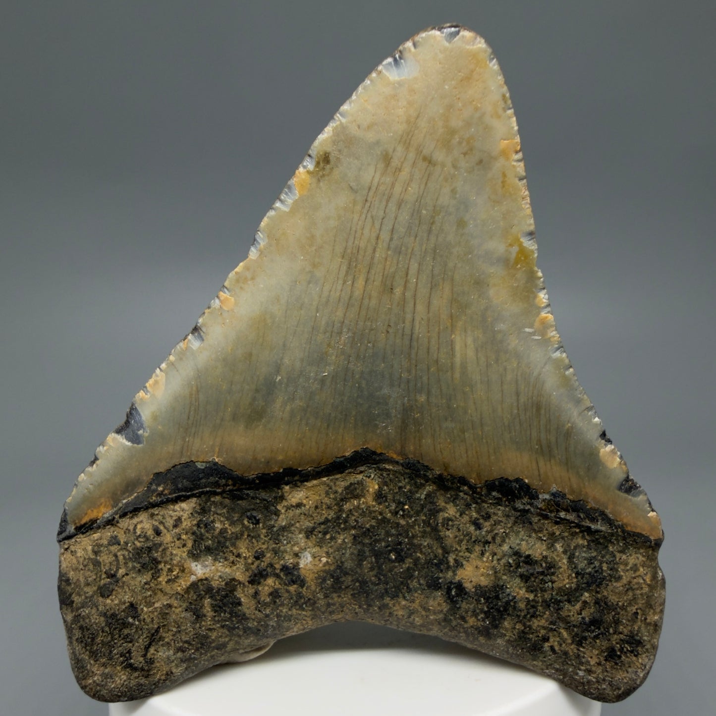 Back View Colorful, lateral 3.32" Fossil Megalodon Tooth from North Carolina - megalodonteeth.com CM6240