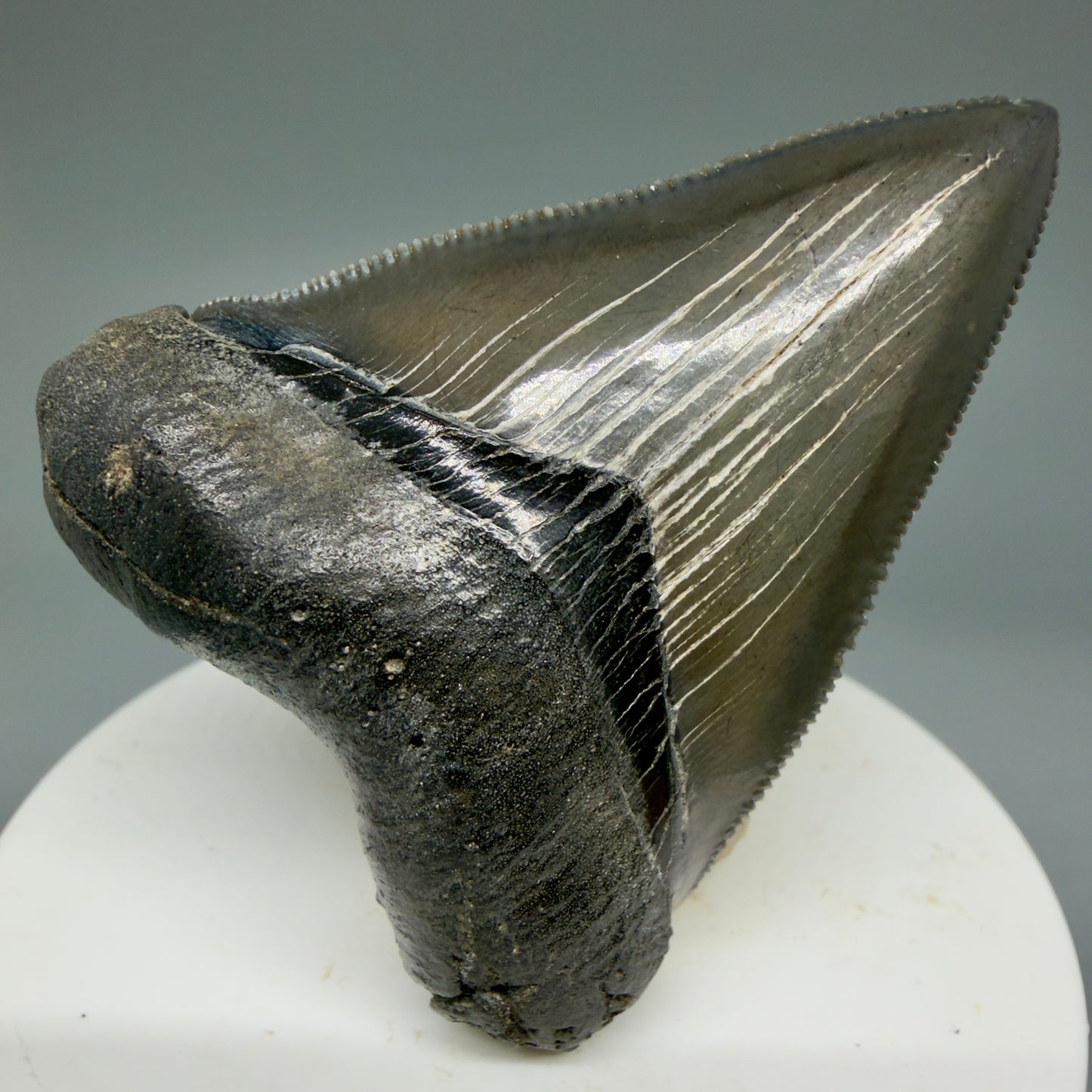 Front View 2.27" Colorful/Collector's Quality Fossil Megalodon Tooth – South Carolina River Find | Heart Shape CM5866 - 1