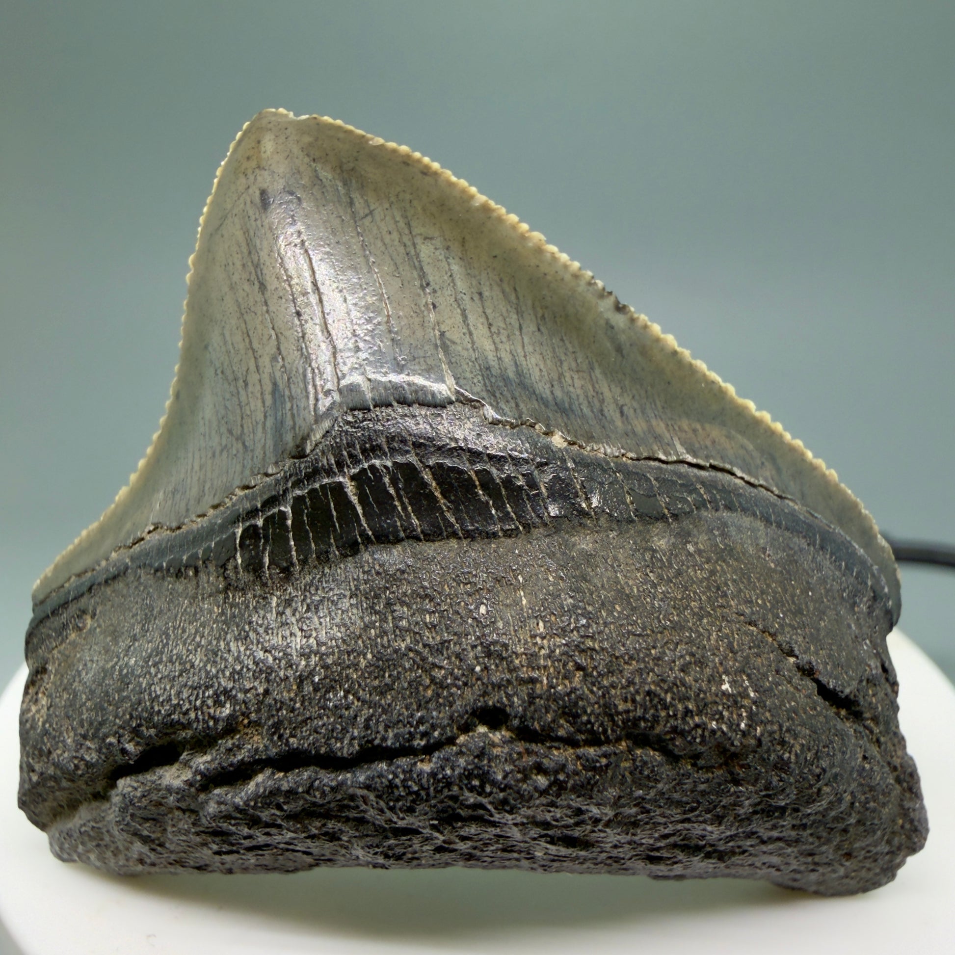 Front View 1.94" Posterior, collector's quality Fossil Megalodon Tooth – South Carolina River Find | Authentic Megalodon Tooth CM5865 - 2