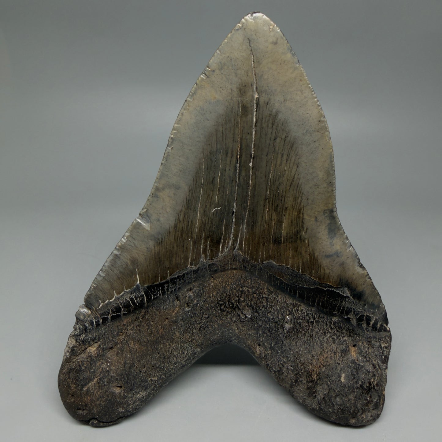 Back View Beautiful, Large 5.50" Fossil Megalodon Tooth - South Carolina CM6262