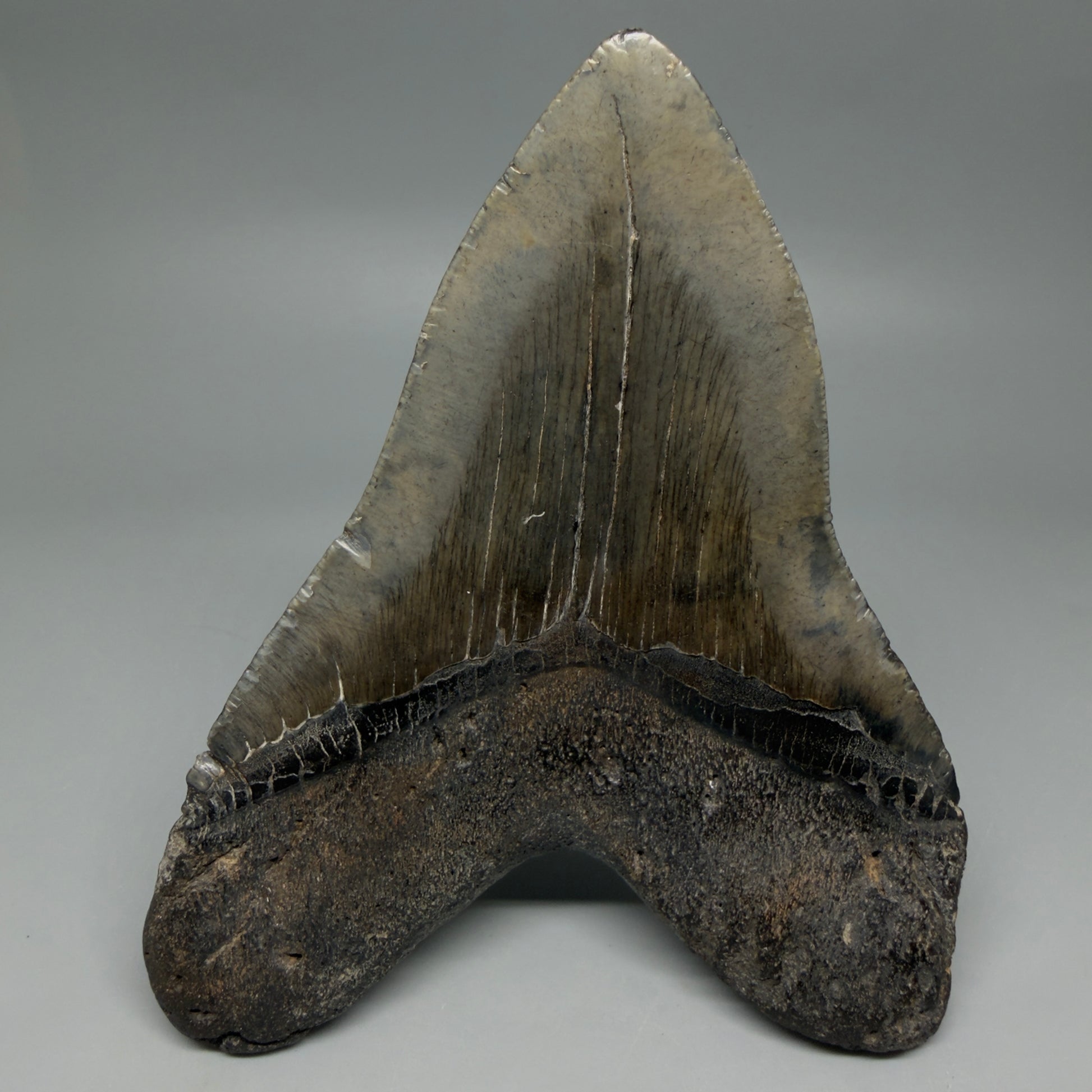 Back View Beautiful, Large 5.50" Fossil Megalodon Tooth - South Carolina CM6262