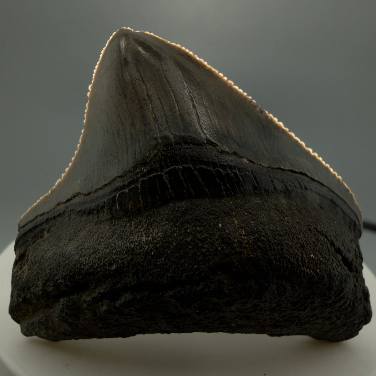 Front View 1.94" Posterior, collector's quality Fossil Megalodon Tooth – South Carolina River Find | Authentic Megalodon Tooth CM5865 - Front