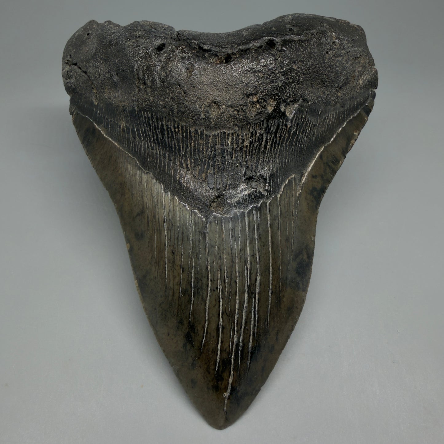 Front View Beautiful, Large 5.50" Fossil Megalodon Tooth - South Carolina CM6262 - 1
