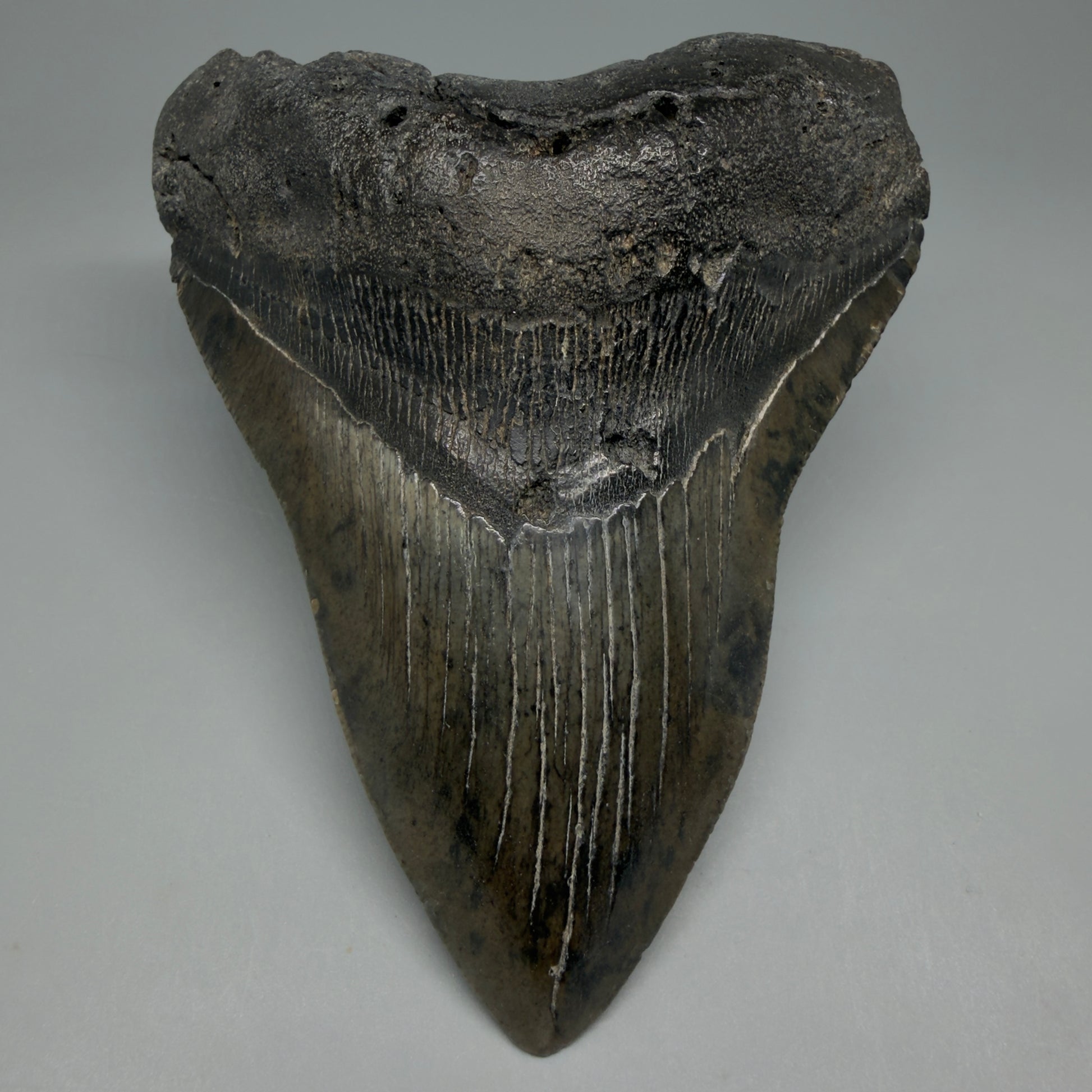 Front View Beautiful, Large 5.50" Fossil Megalodon Tooth - South Carolina CM6262 - 1