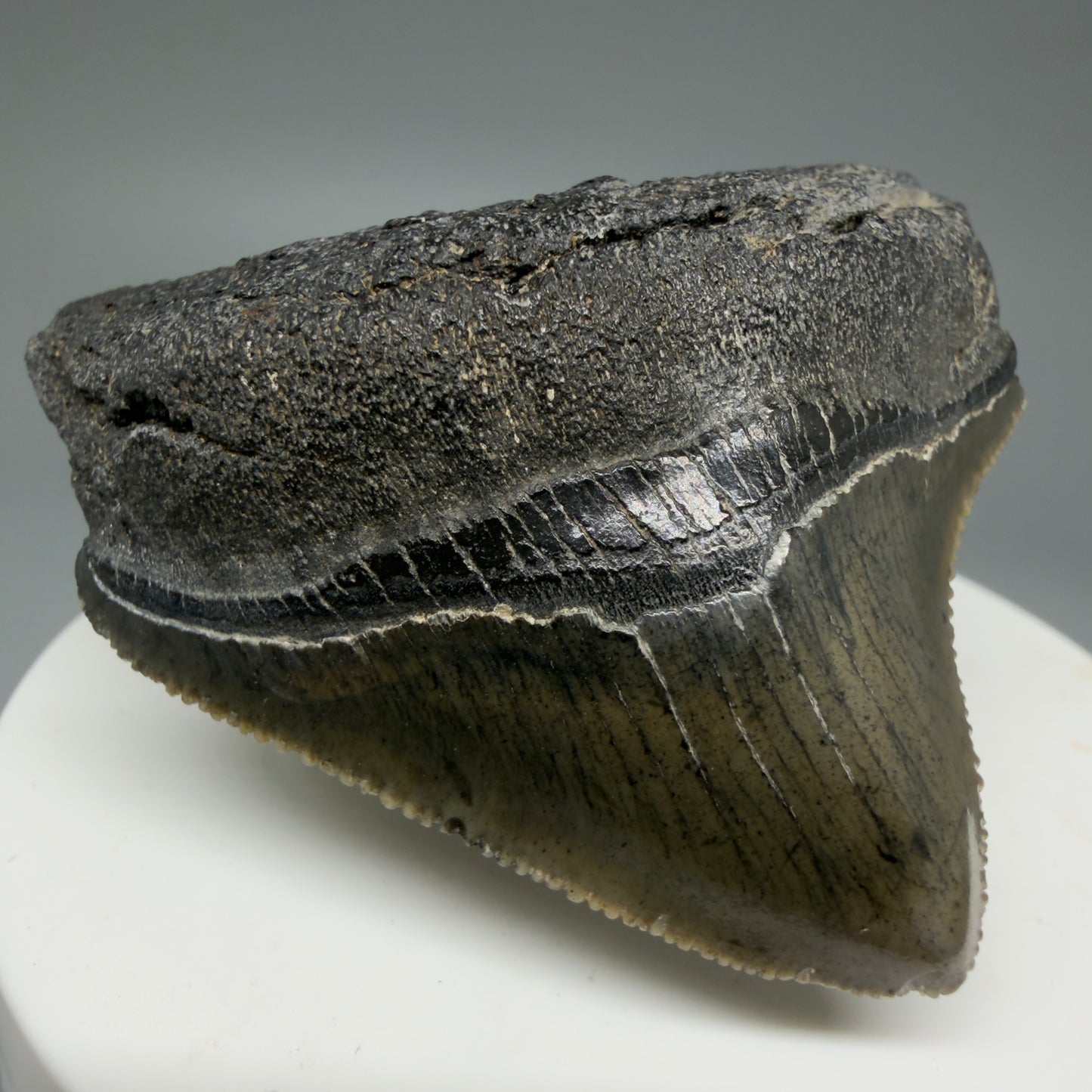 Front Left View 1.94" Posterior, collector's quality Fossil Megalodon Tooth – South Carolina River Find | Authentic Megalodon Tooth CM5865