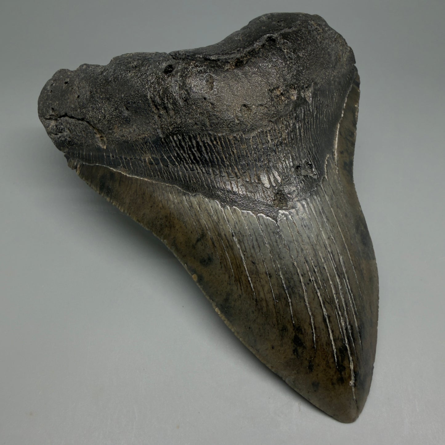 Front Left View Beautiful, Large 5.50" Fossil Megalodon Tooth - South Carolina CM6262