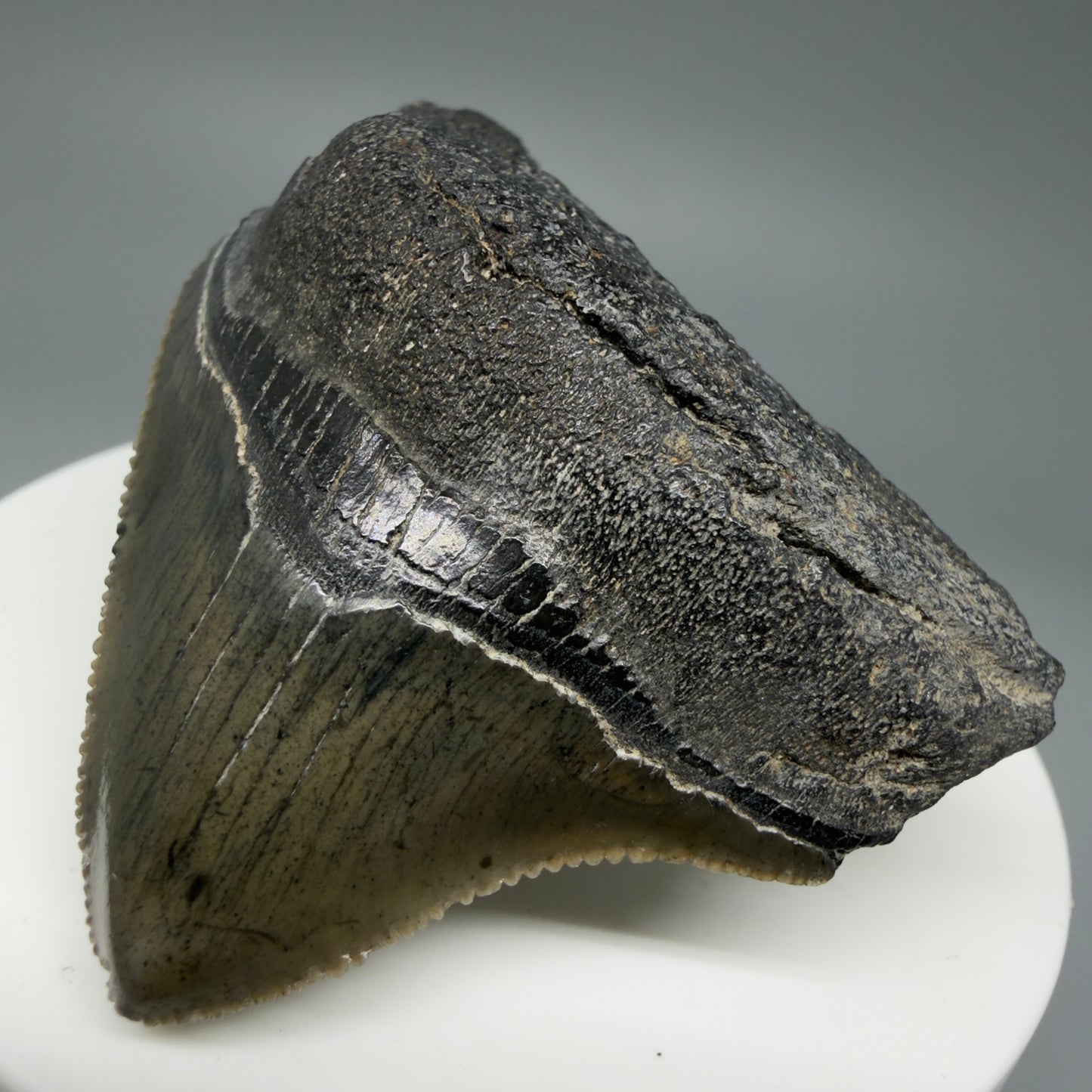 Front Right View 1.94" Posterior, collector's quality Fossil Megalodon Tooth – South Carolina River Find | Authentic Megalodon Tooth CM5865