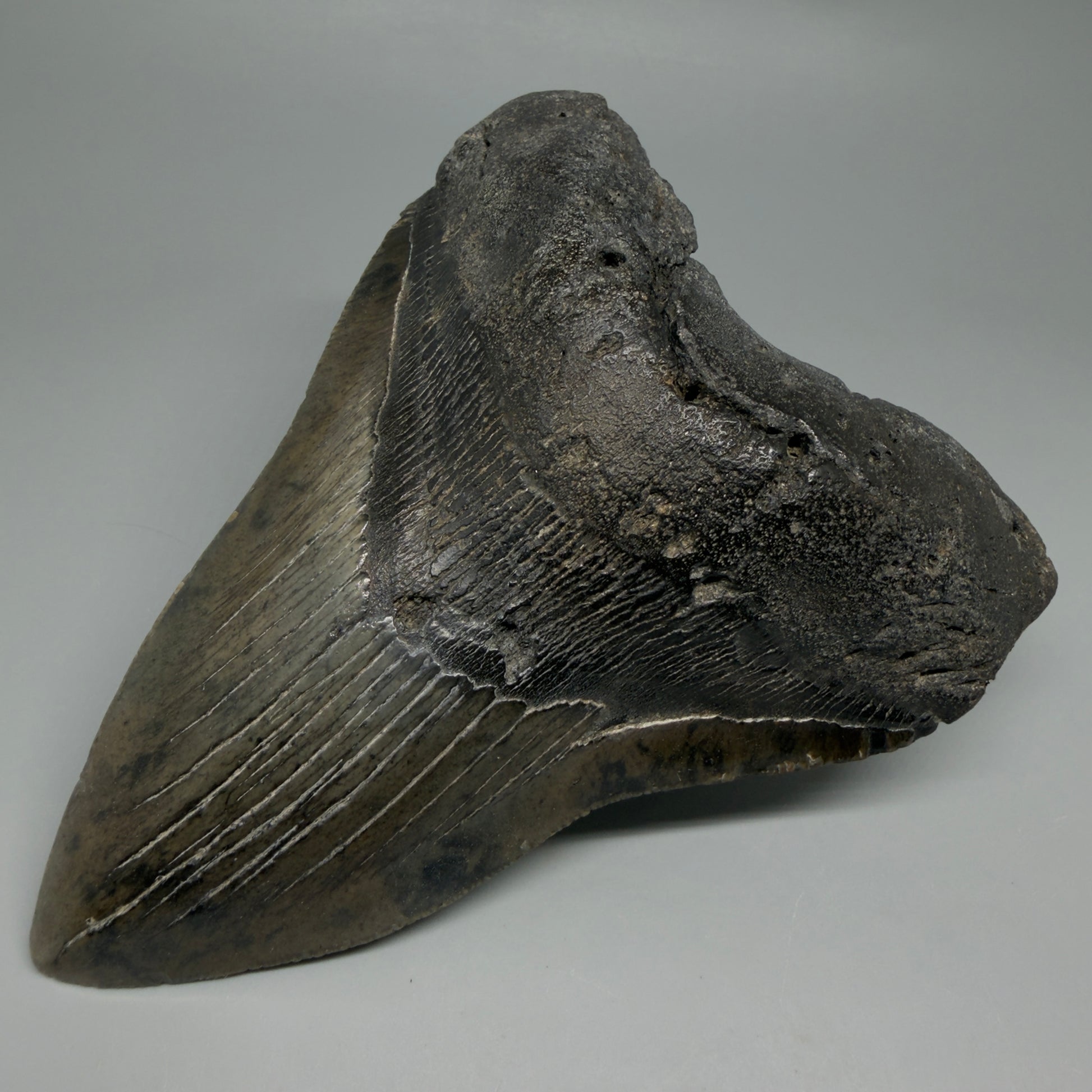 Front Right View Beautiful, Large 5.50" Fossil Megalodon Tooth - South Carolina CM6262