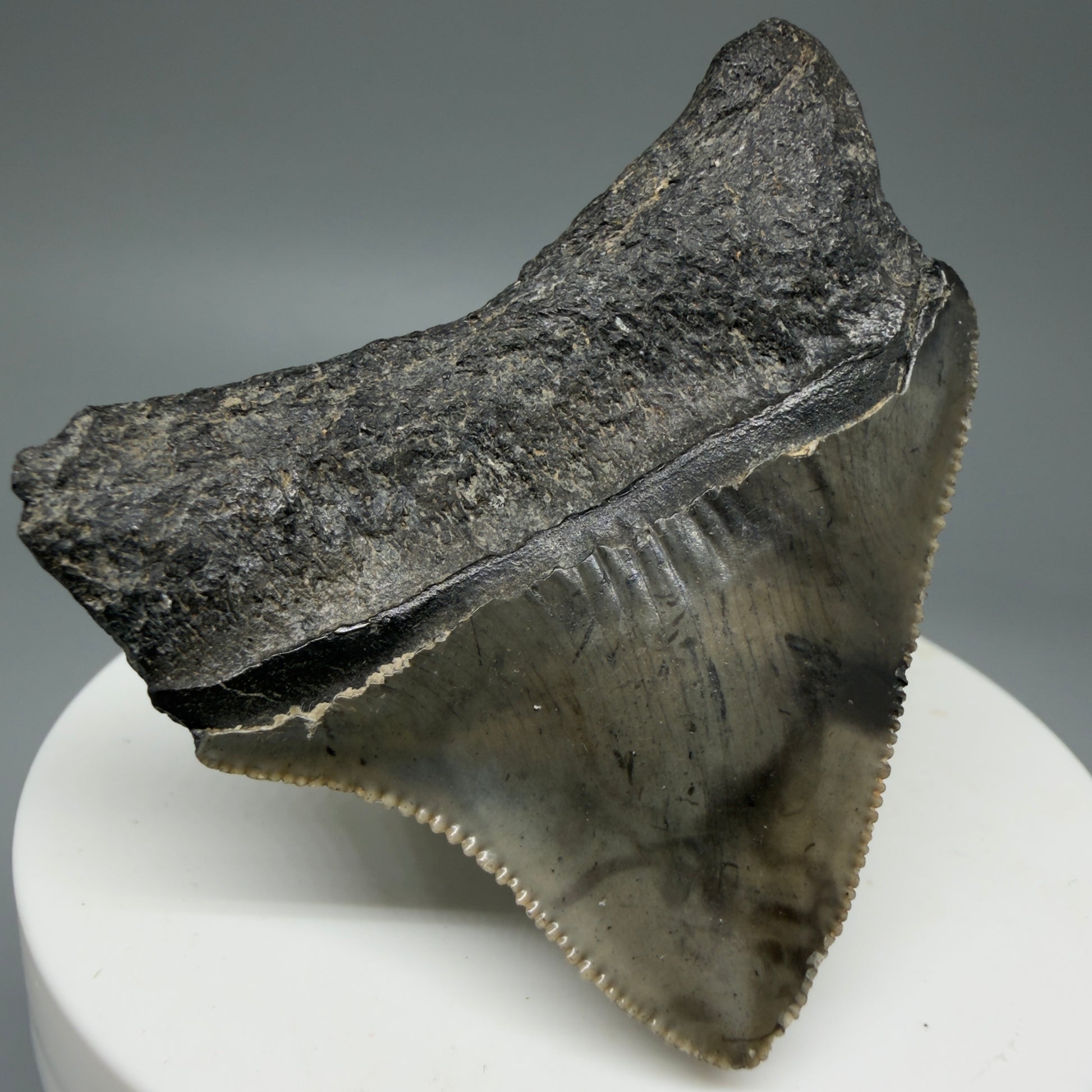 Back Left View 1.94" Posterior, collector's quality Fossil Megalodon Tooth – South Carolina River Find | Authentic Megalodon Tooth CM5865