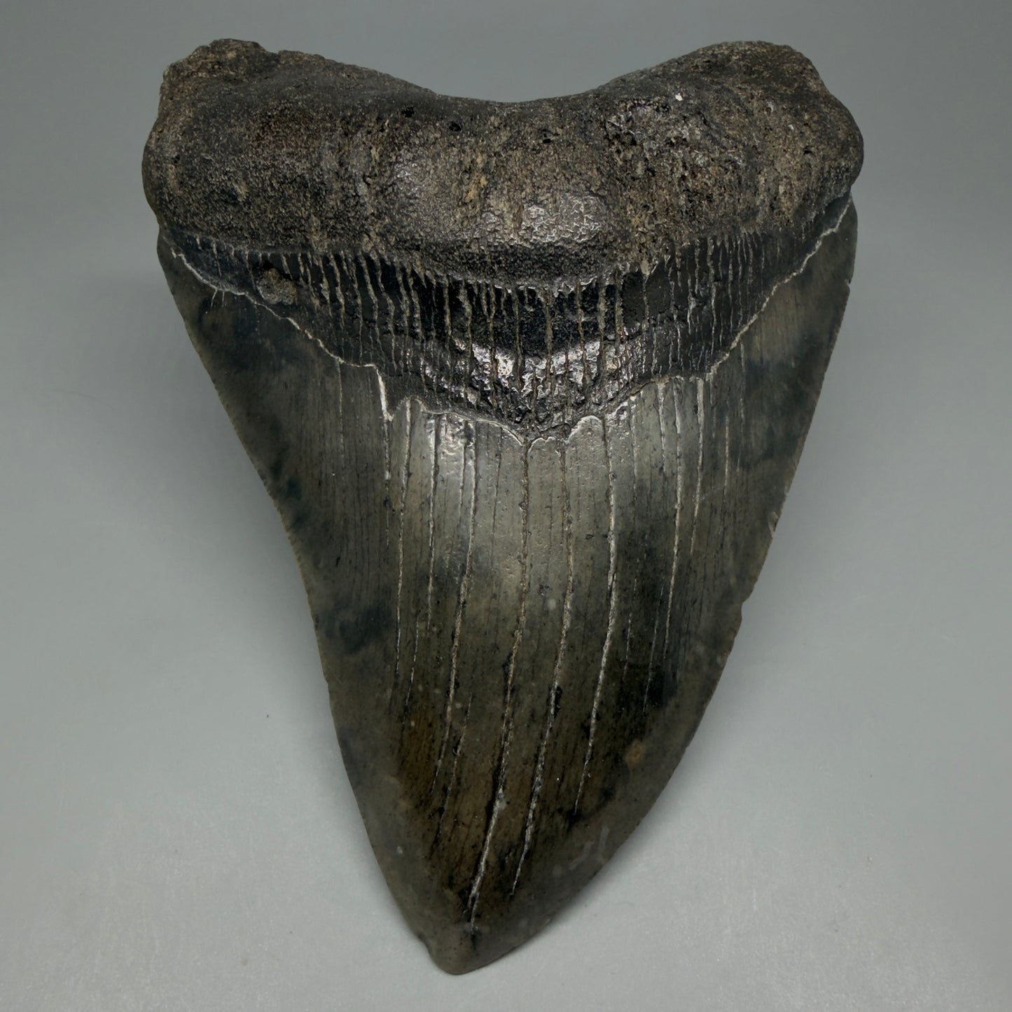 Front View Beautiful, Large 5.80" Fossil Megalodon Tooth - South Carolina CM6263 - 1
