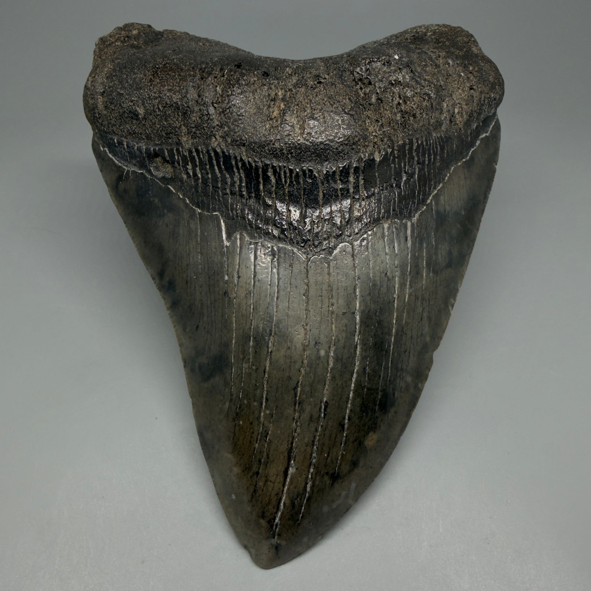 Front View Beautiful, Large 5.80" Fossil Megalodon Tooth - South Carolina CM6263 - 1