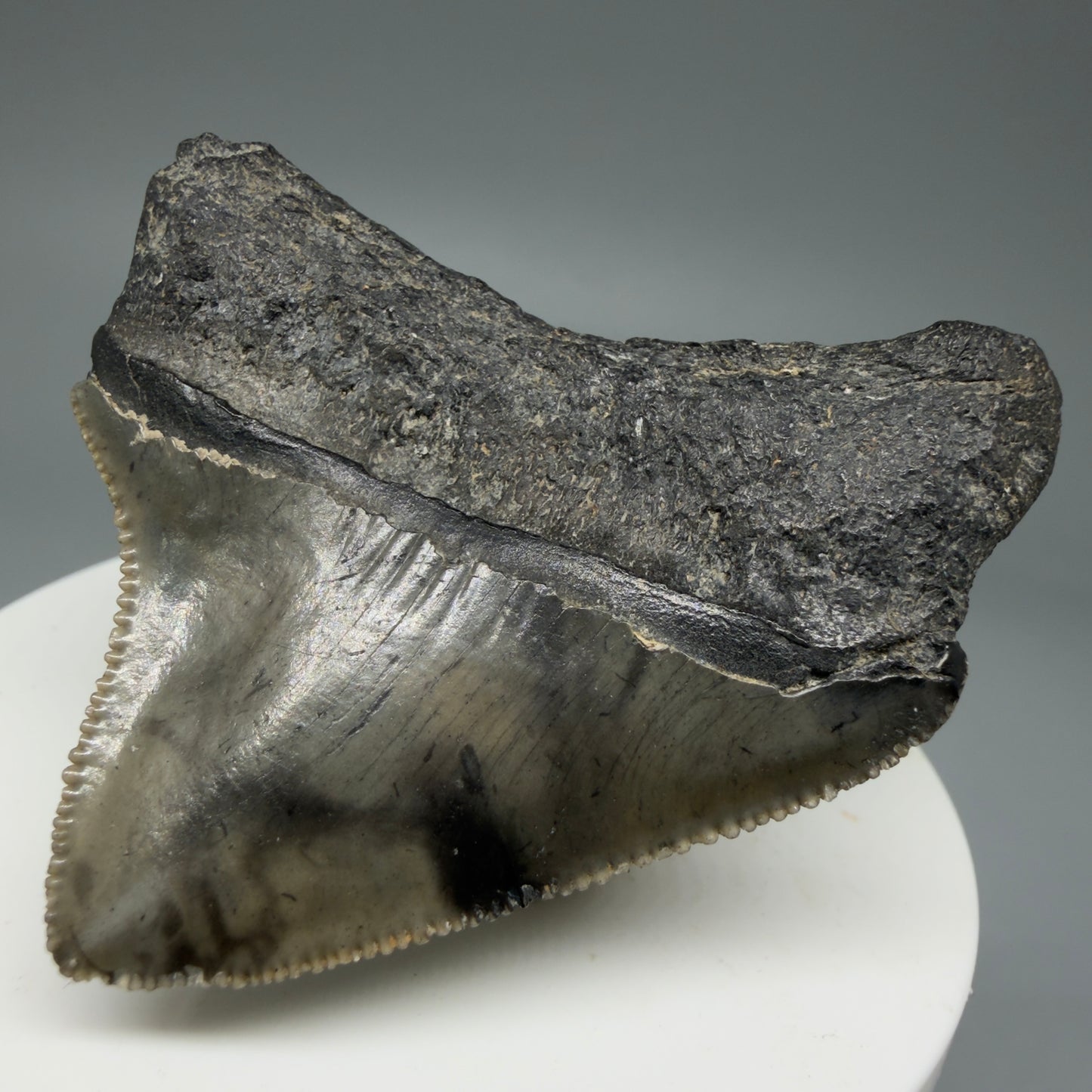 Back Right View 1.94" Posterior, collector's quality Fossil Megalodon Tooth – South Carolina River Find | Authentic Megalodon Tooth CM5865