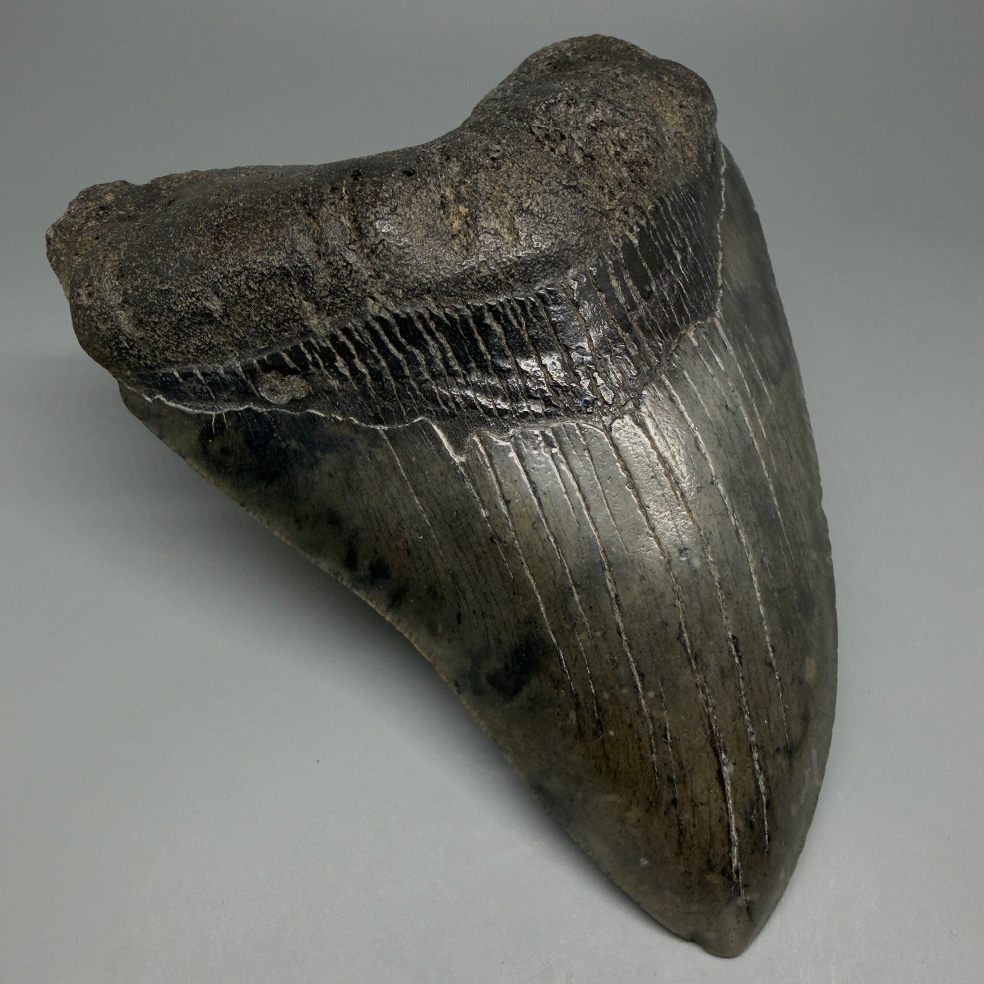 Front Left View Beautiful, Large 5.80" Fossil Megalodon Tooth - South Carolina CM6263