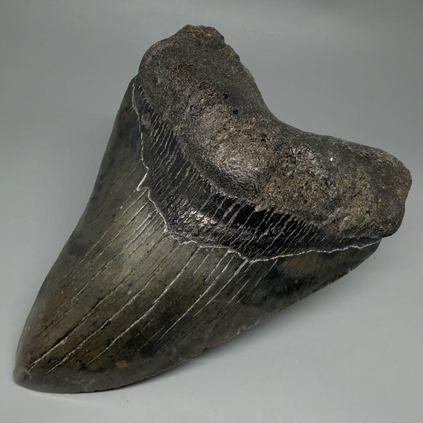 Front Right View Beautiful, Large 5.80" Fossil Megalodon Tooth - South Carolina CM6263