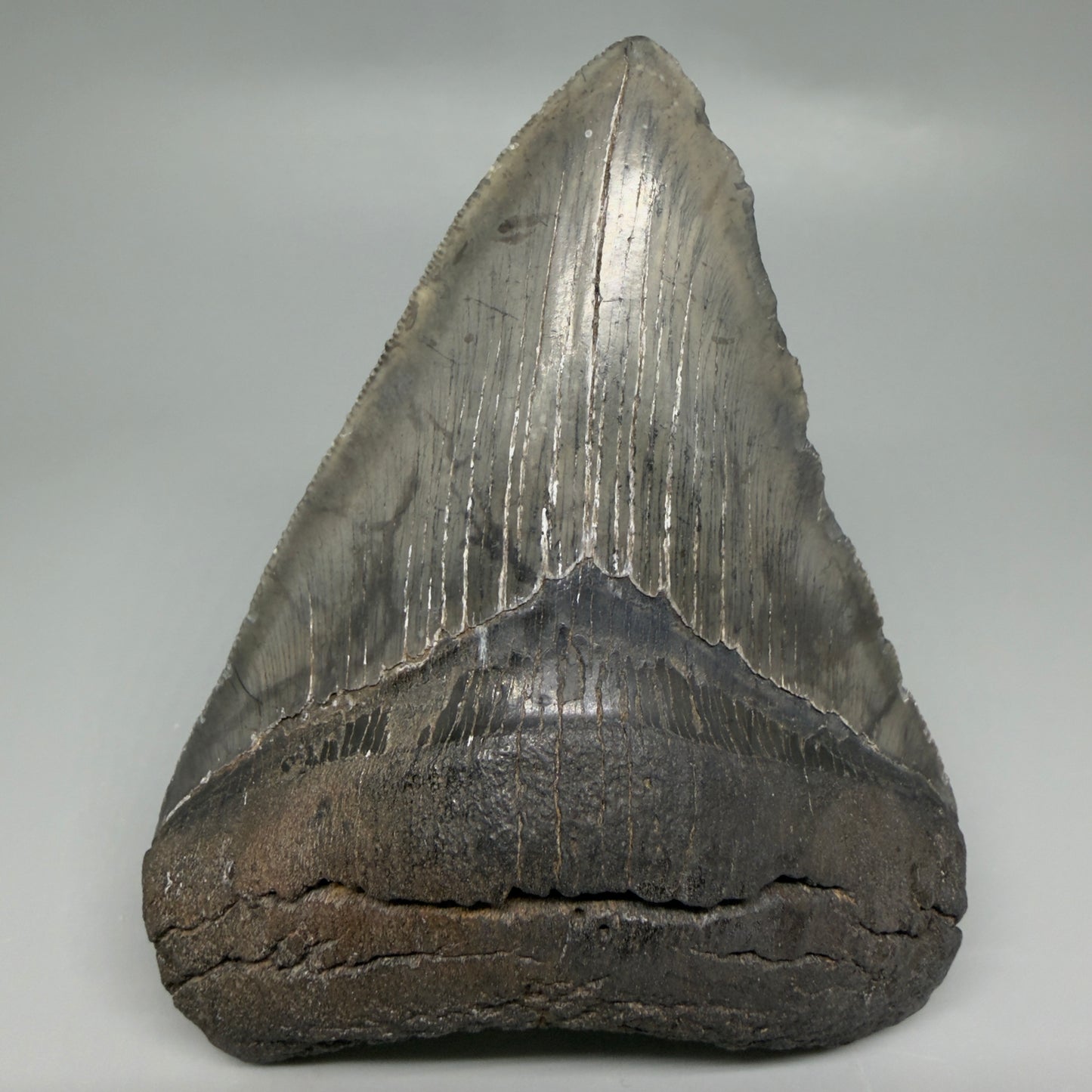 Front View Authentic 4.46" Collector Megalodon Tooth from South Carolina – Very Colorful CM6259 - 1