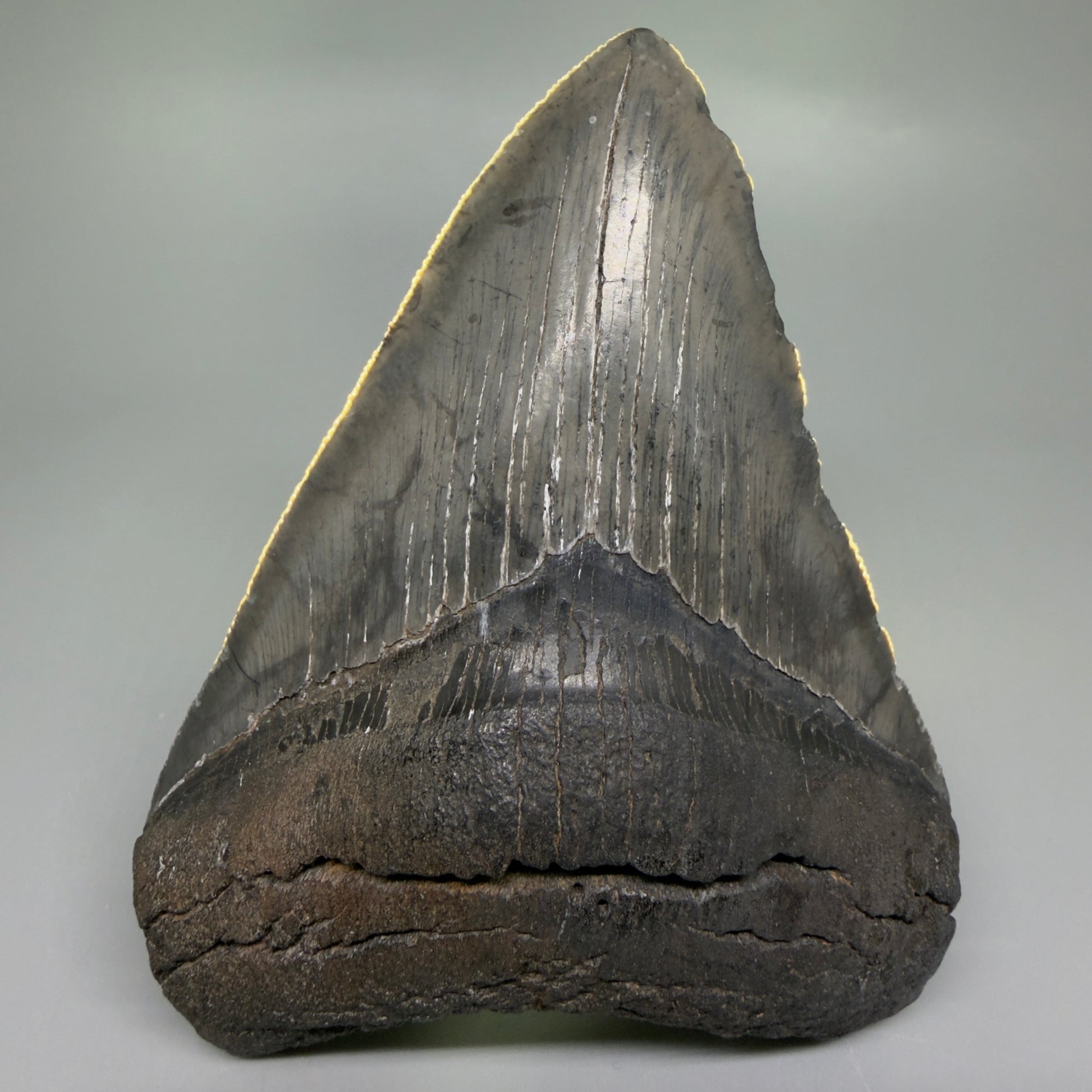 Front View Authentic 4.46" Collector Megalodon Tooth from South Carolina – Very Colorful CM6259 - 3