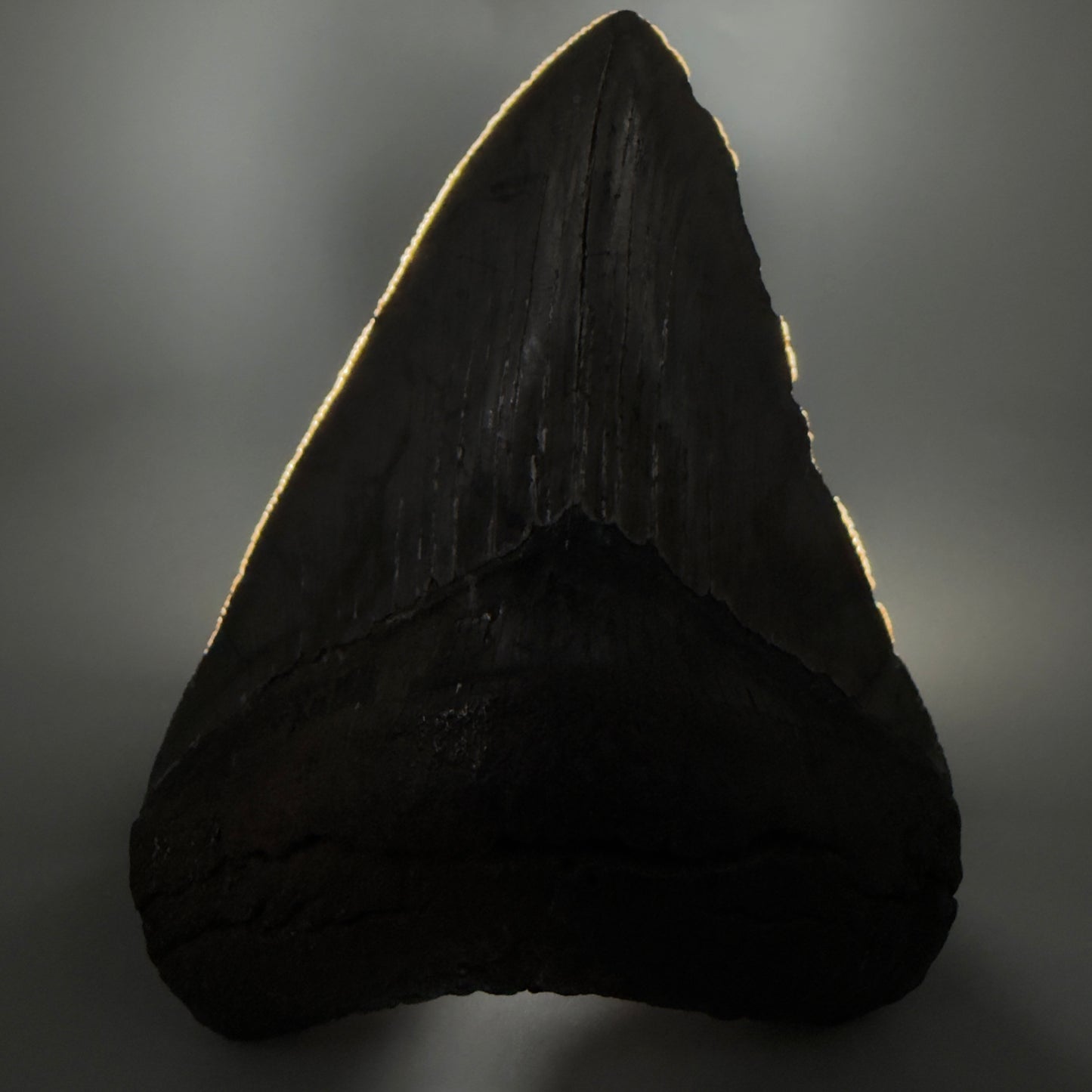 Front View Authentic 4.46" Collector Megalodon Tooth from South Carolina – Very Colorful CM6259 - 2