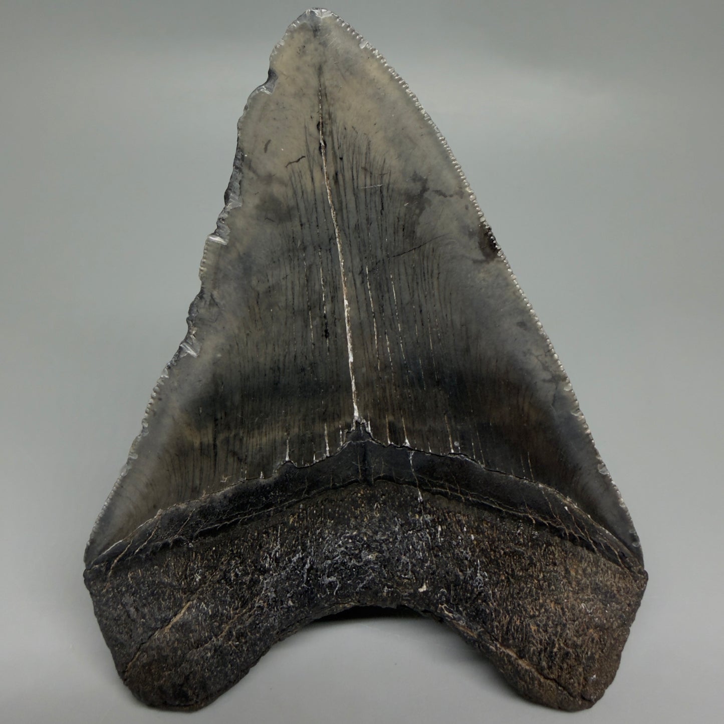 Back View Authentic 4.46" Collector Megalodon Tooth from South Carolina – Very Colorful CM6259