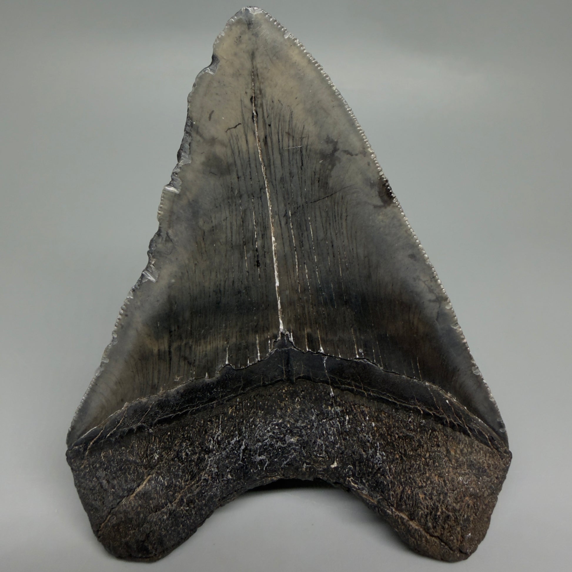 Back View Authentic 4.46" Collector Megalodon Tooth from South Carolina – Very Colorful CM6259
