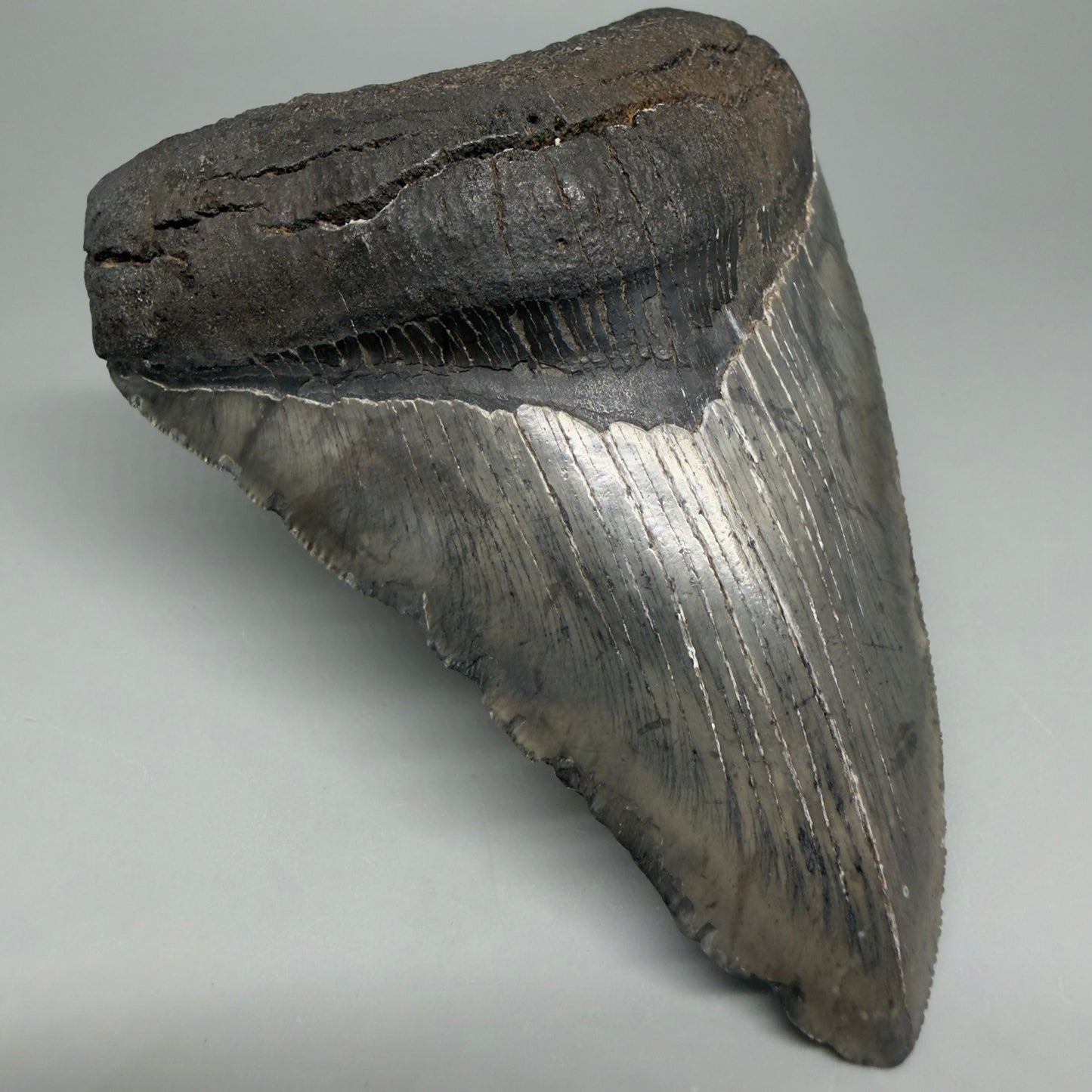 Front Left View Authentic 4.46" Collector Megalodon Tooth from South Carolina – Very Colorful CM6259