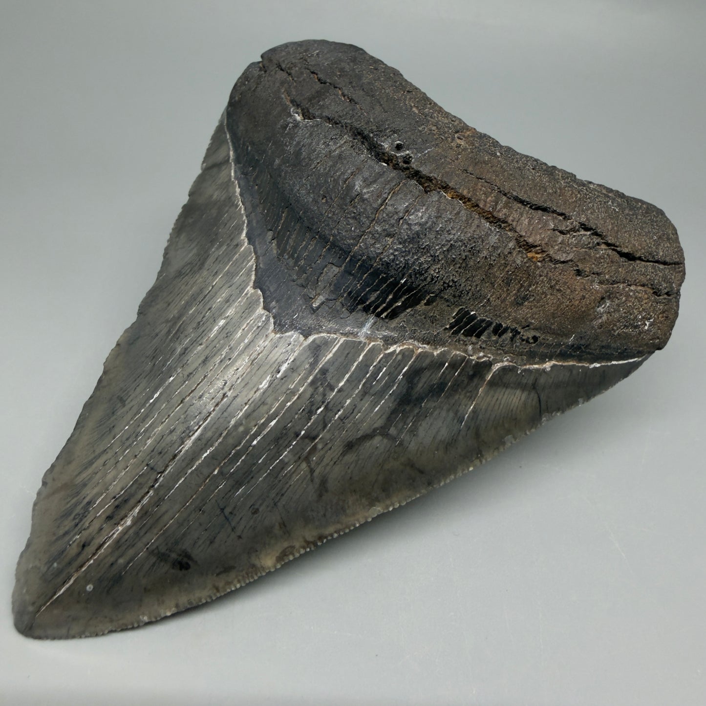 Front Right View Authentic 4.46" Collector Megalodon Tooth from South Carolina – Very Colorful CM6259