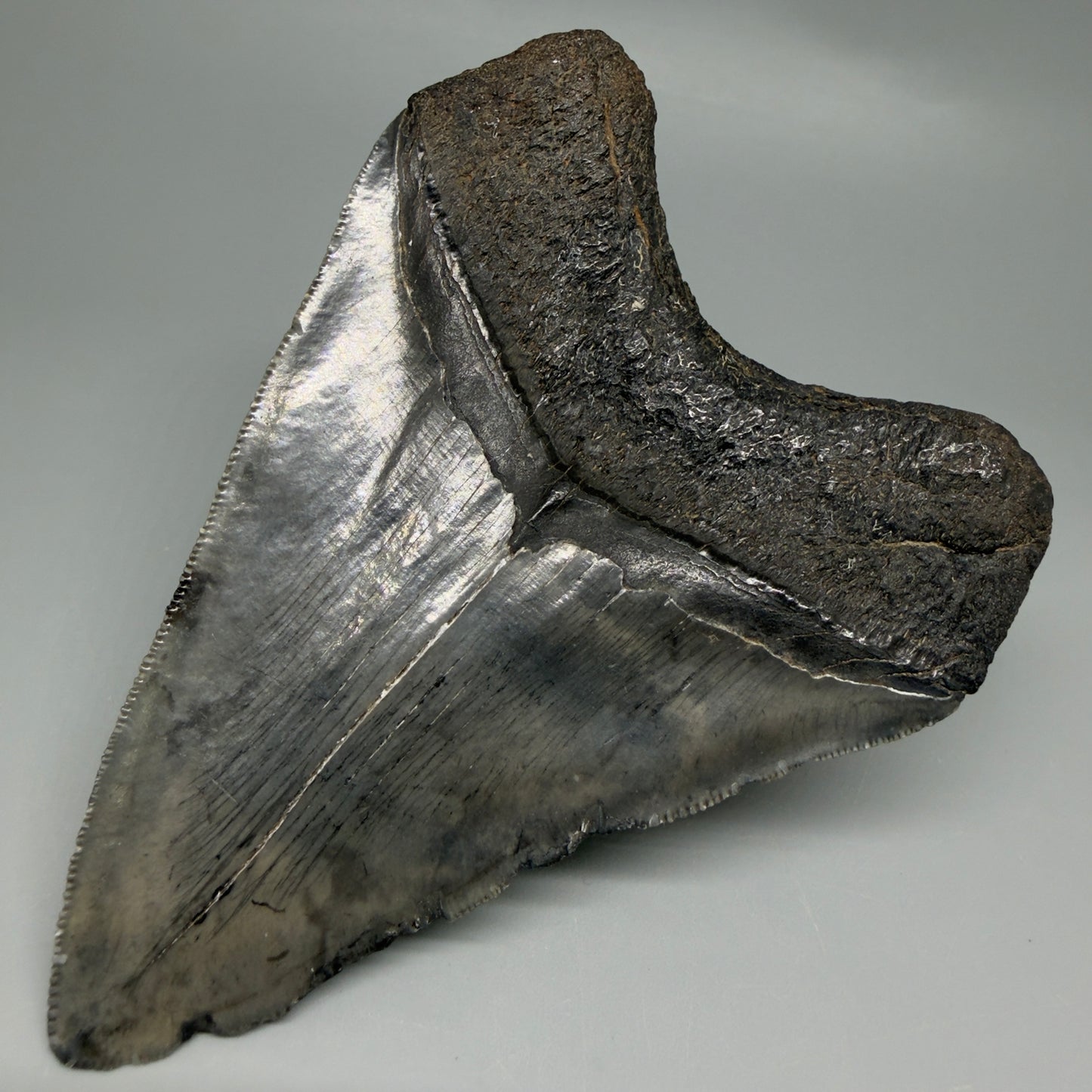Back Right View Authentic 4.46" Collector Megalodon Tooth from South Carolina – Very Colorful CM6259