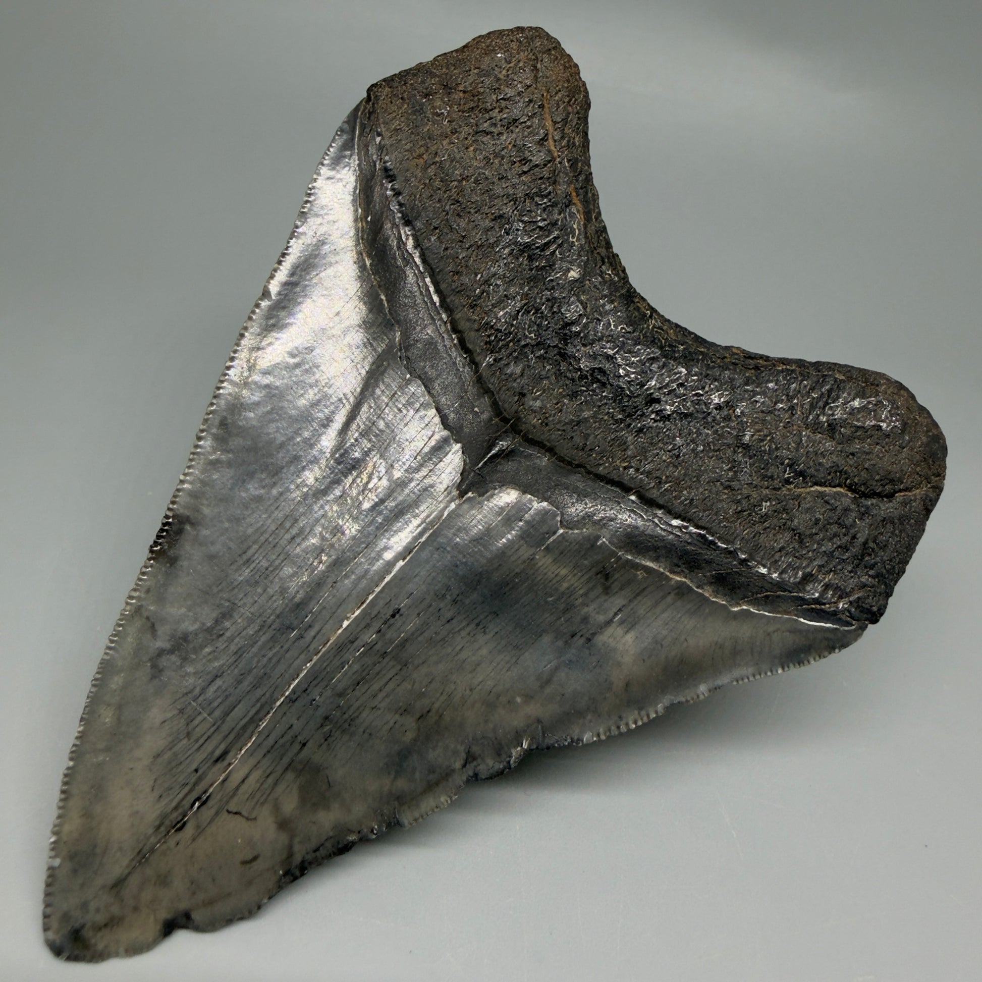 Back Right View Authentic 4.46" Collector Megalodon Tooth from South Carolina – Very Colorful CM6259