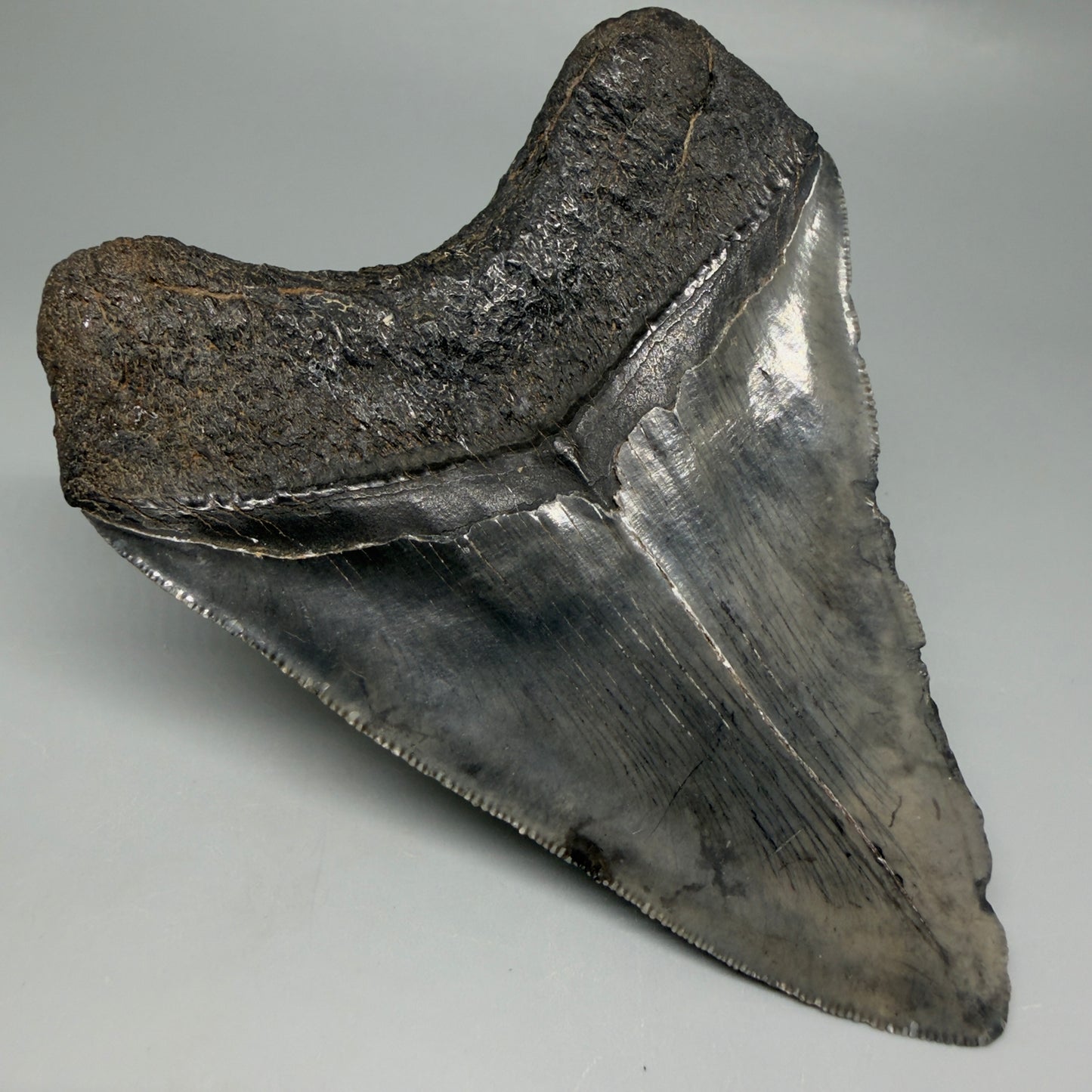 Back Left View Authentic 4.46" Collector Megalodon Tooth from South Carolina – Very Colorful CM6259