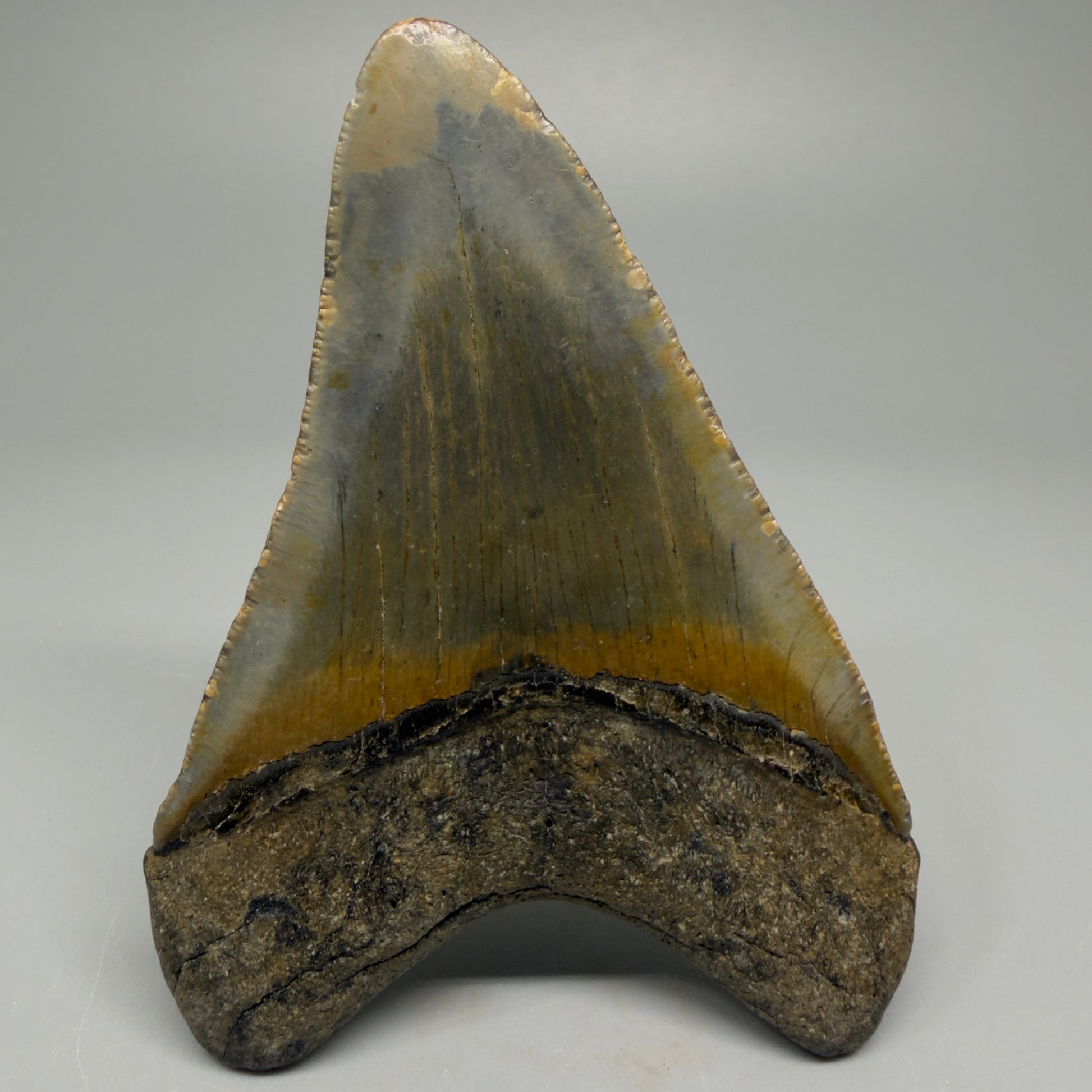 Colorful 3.97" Fossil Megalodon Tooth from North Carolina CM5391 - Back