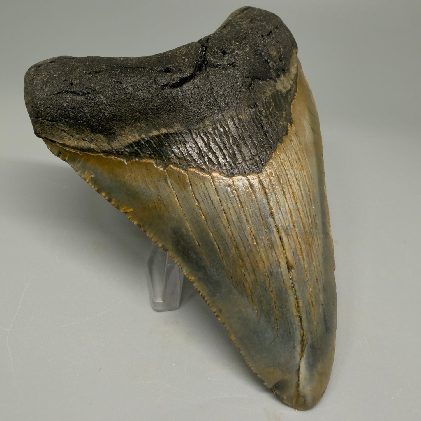Colorful 3.97" Fossil Megalodon Tooth from North Carolina CM5391 - Front Left
