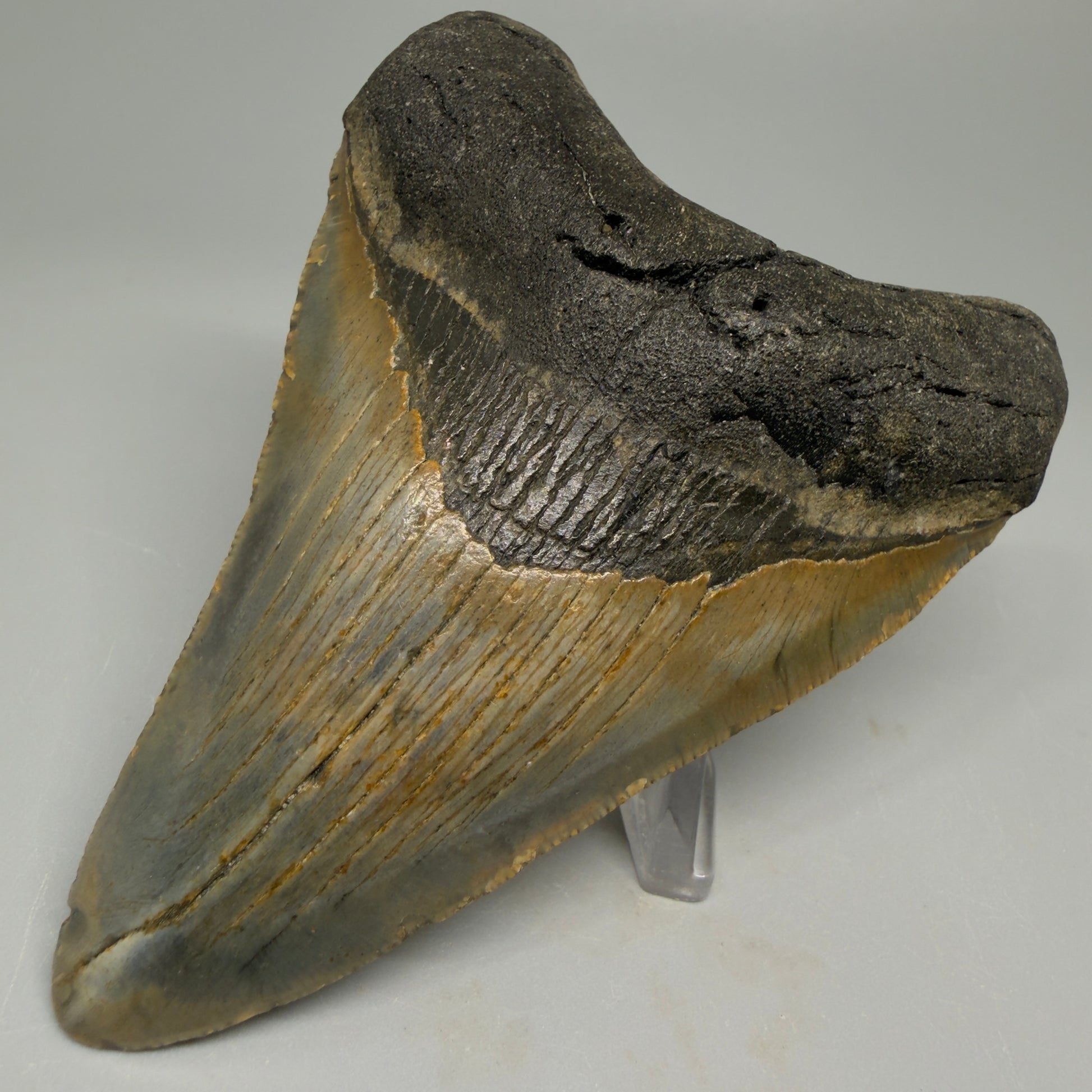 Colorful 3.97" Fossil Megalodon Tooth from North Carolina CM5391 - Front Right