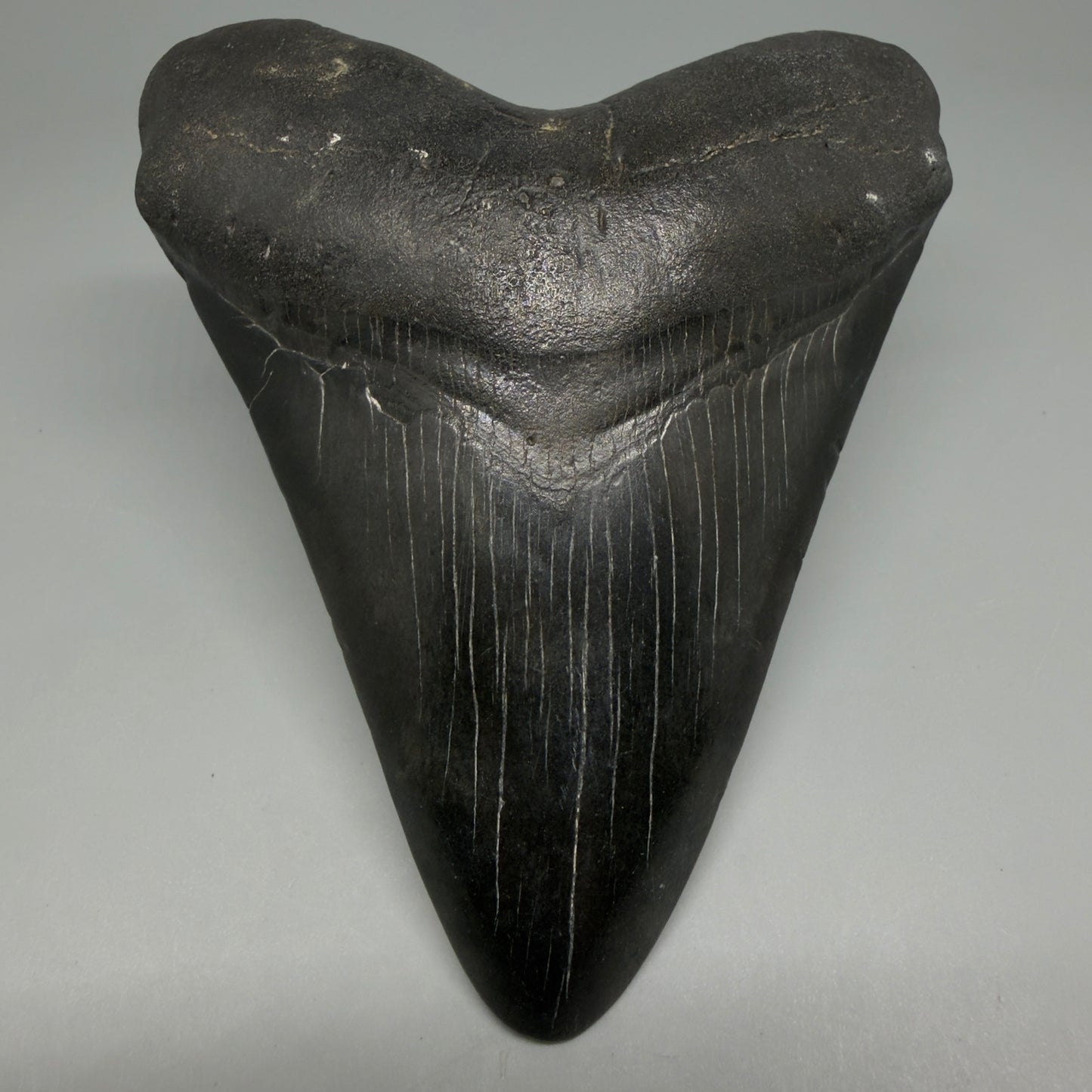 Front View Dark colors 4.65" Megalodon Tooth from South Carolina CM6261 - 1