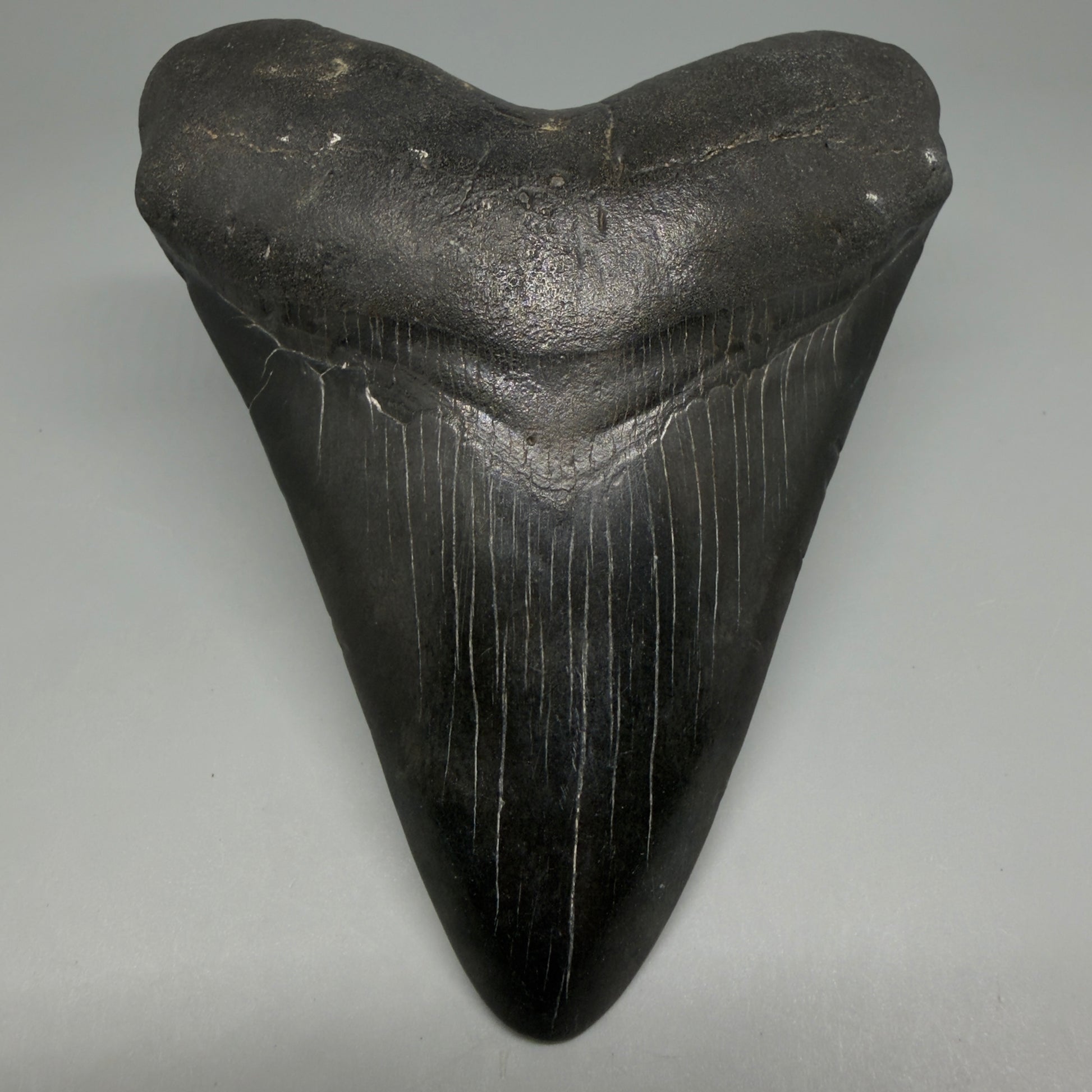 Front View Dark colors 4.65" Megalodon Tooth from South Carolina CM6261 - 1