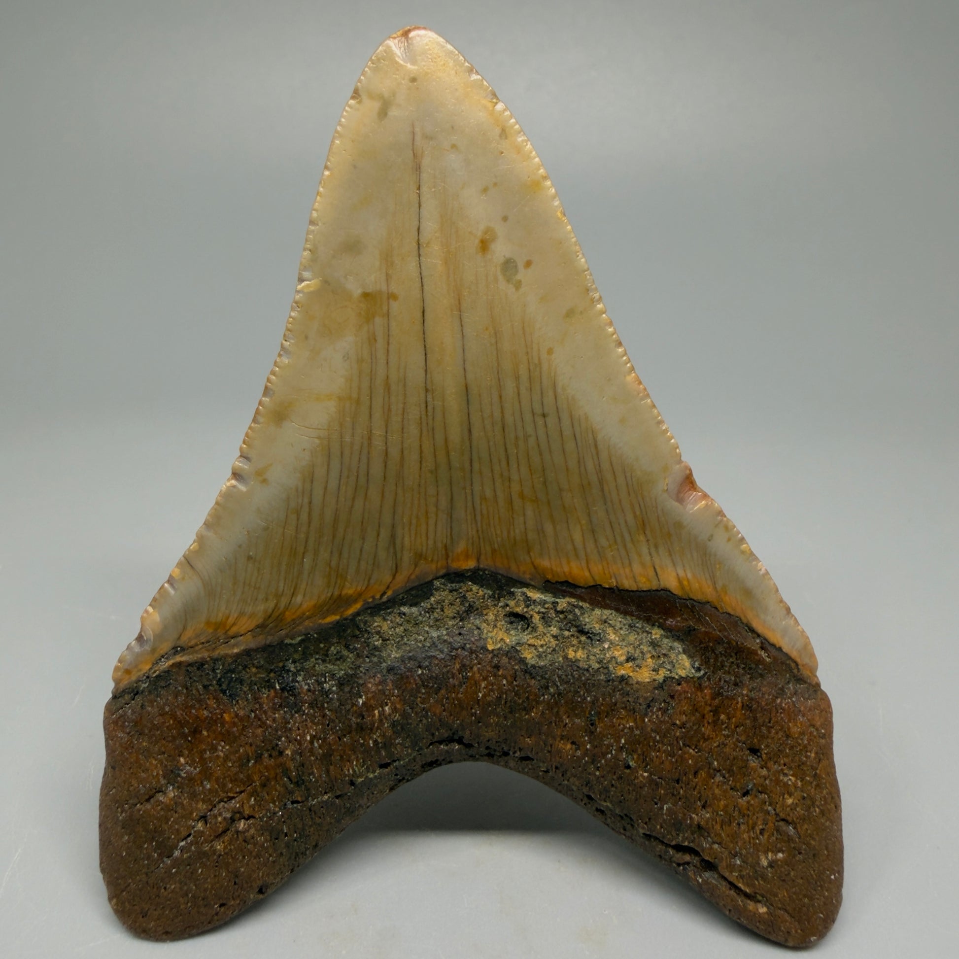 Colorful 3.68" Fossil Megalodon Tooth from North Carolina CM5389 - Back
