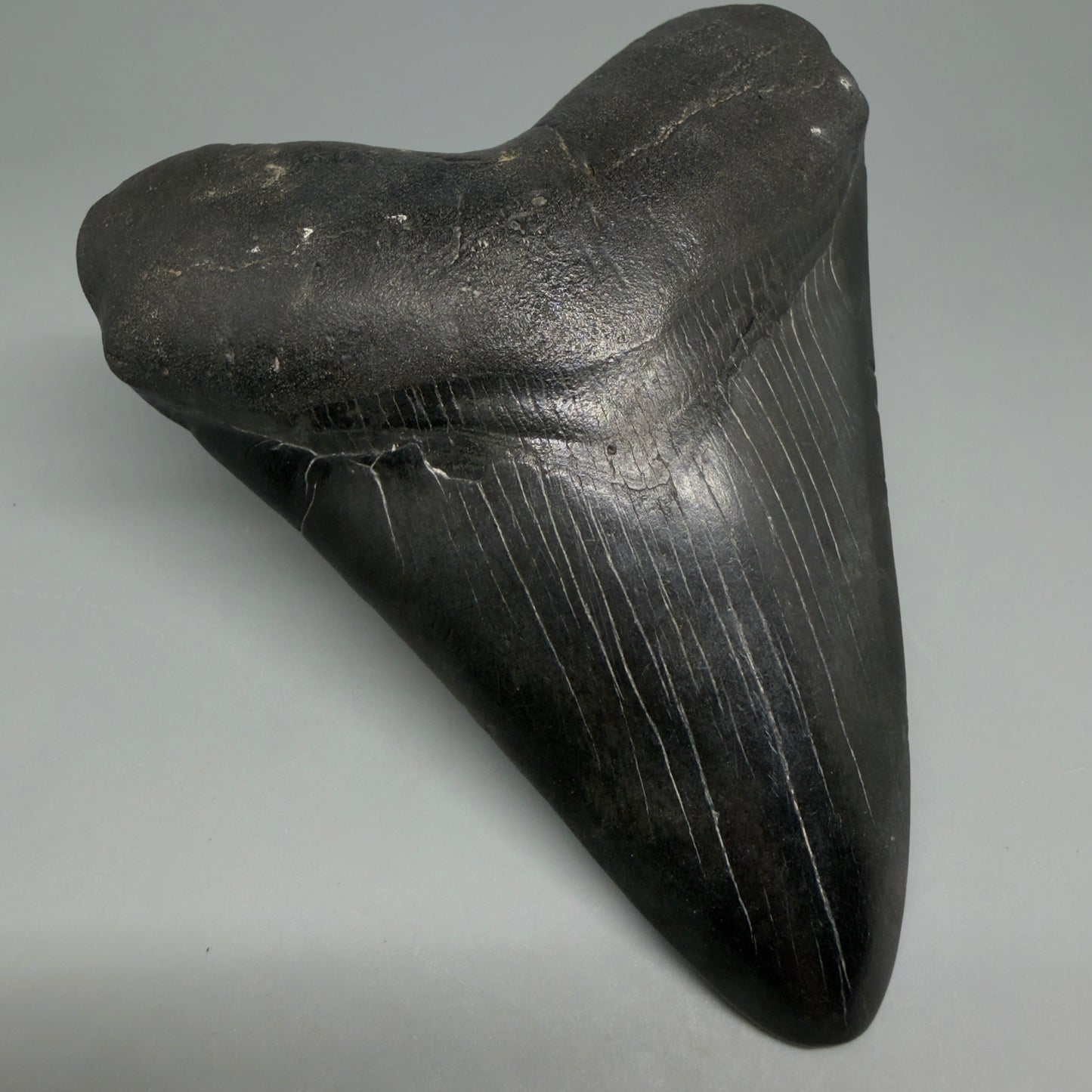 Front Left View Dark colors 4.65" Megalodon Tooth from South Carolina CM6261