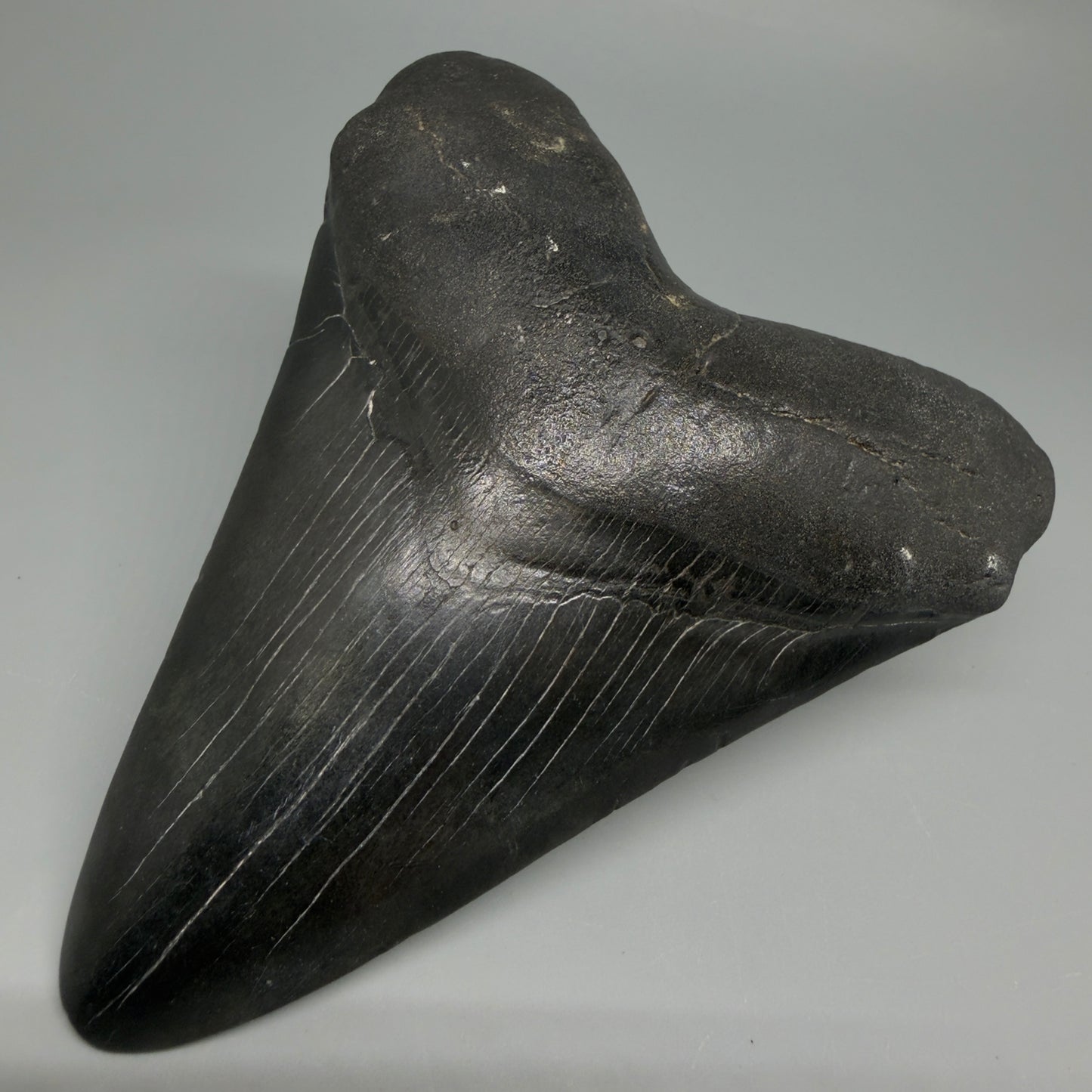 Front Right View Dark colors 4.65" Megalodon Tooth from South Carolina CM6261
