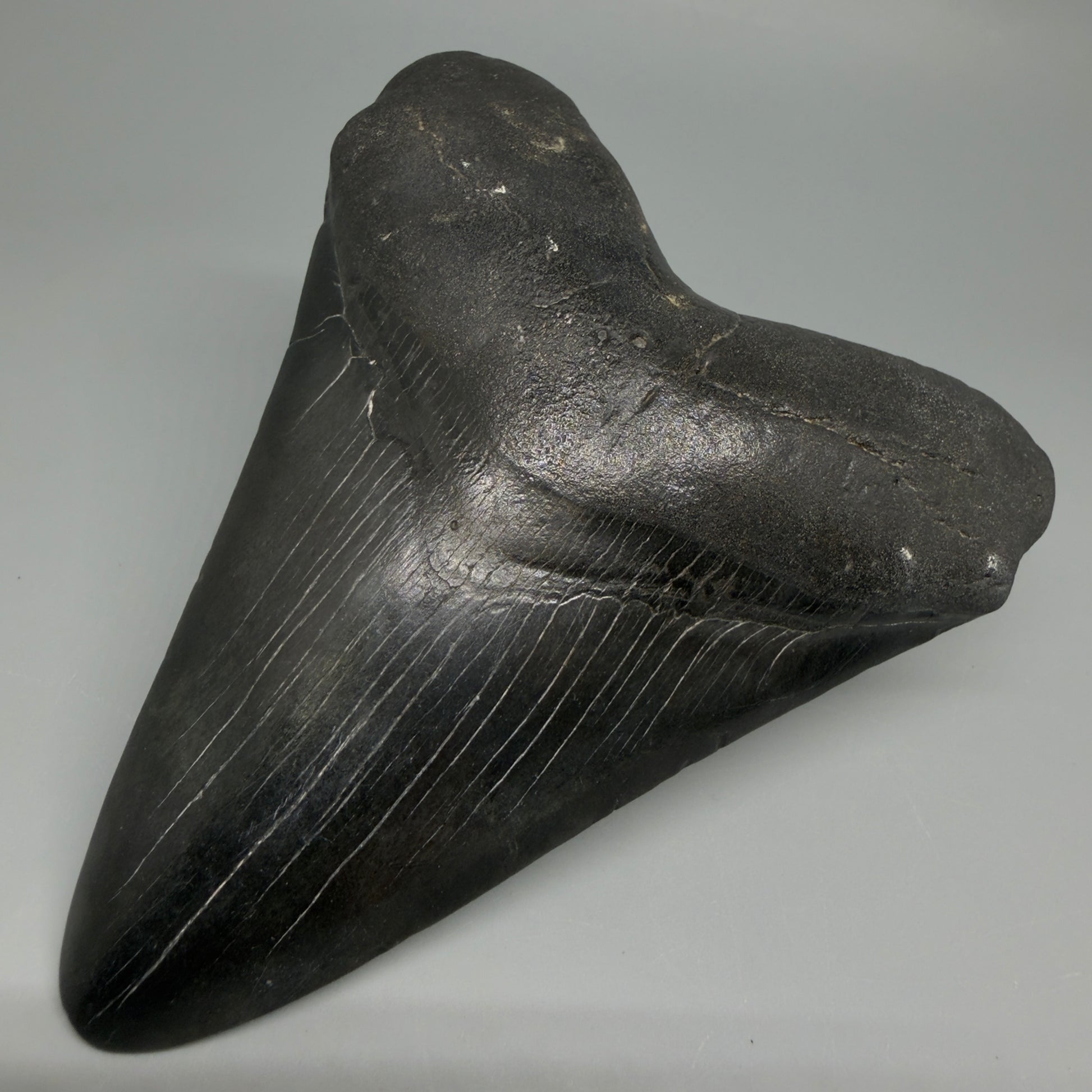 Front Right View Dark colors 4.65" Megalodon Tooth from South Carolina CM6261
